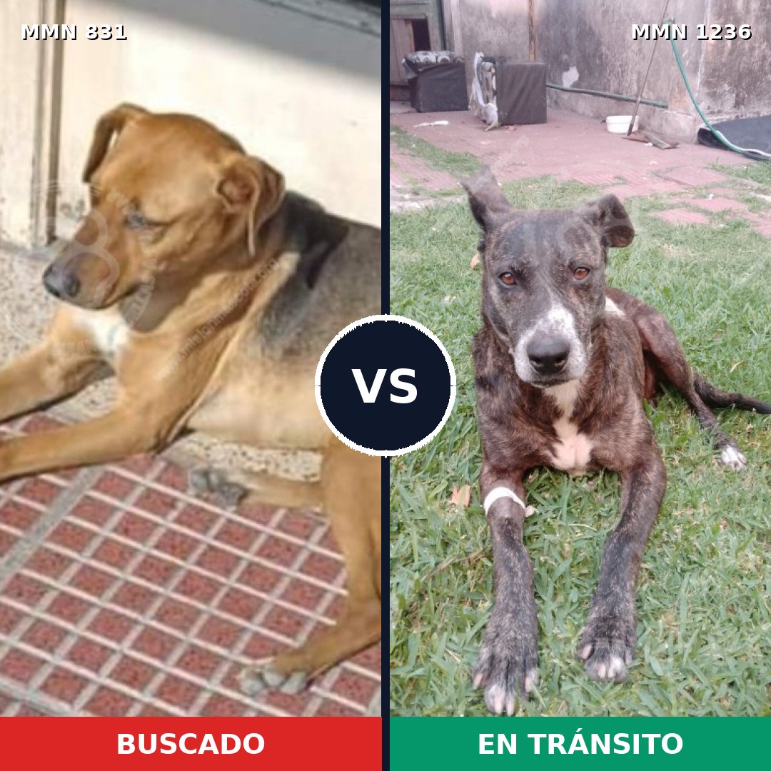 Comparativa MMS 20202: mascota perdida y mascota encontrada, 77% de similitud