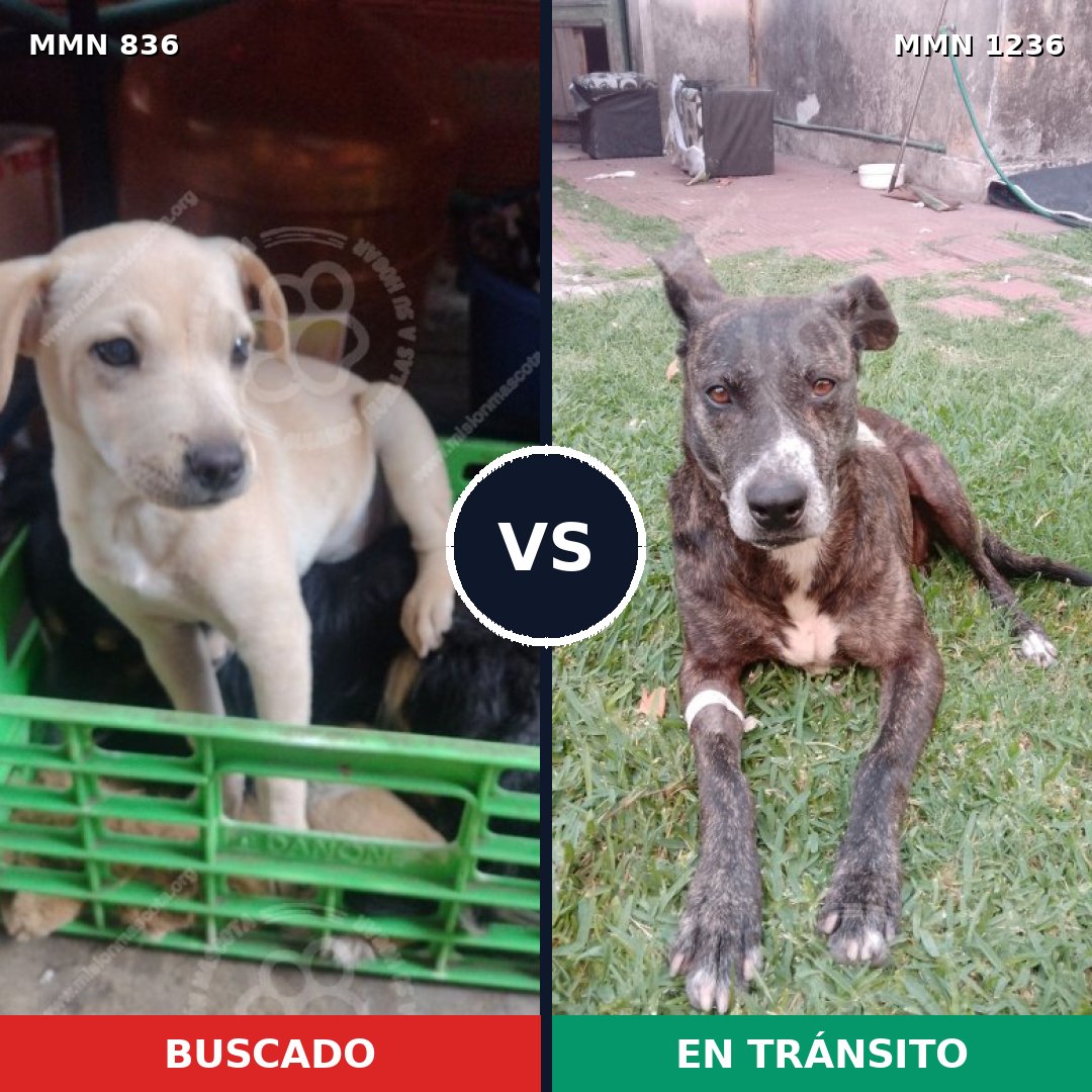 Comparativa MMS 20204: mascota perdida y mascota encontrada, 41% de similitud