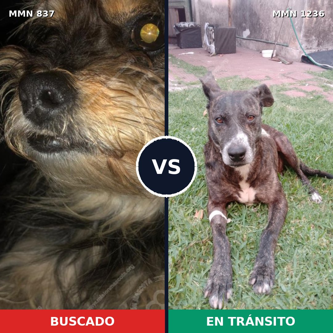 Comparativa MMS 20205: mascota perdida y mascota encontrada, 33% de similitud