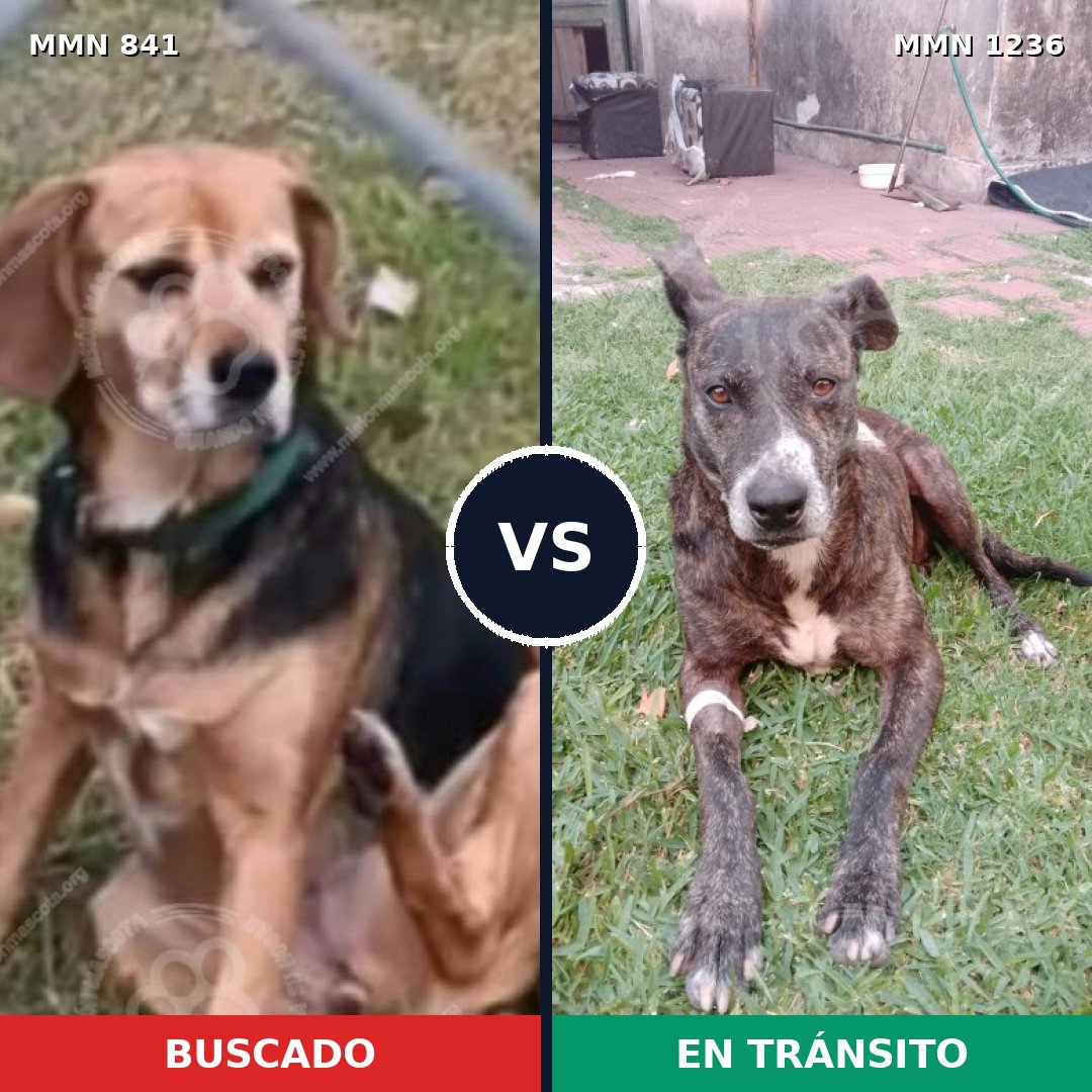 Comparativa MMS 20207: mascota perdida y mascota encontrada, 62% de similitud