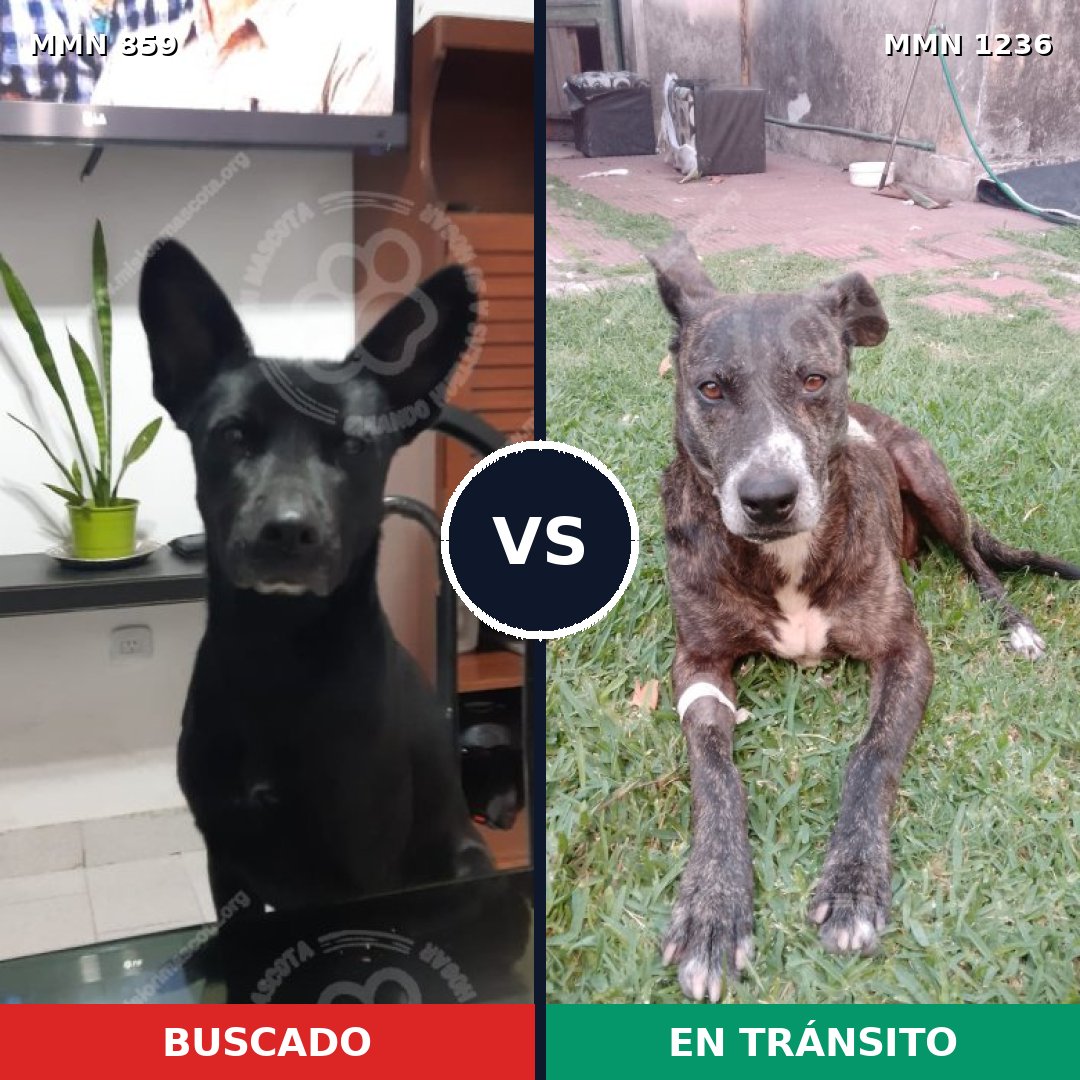 Comparativa MMS 20209: mascota perdida y mascota encontrada, 77% de similitud
