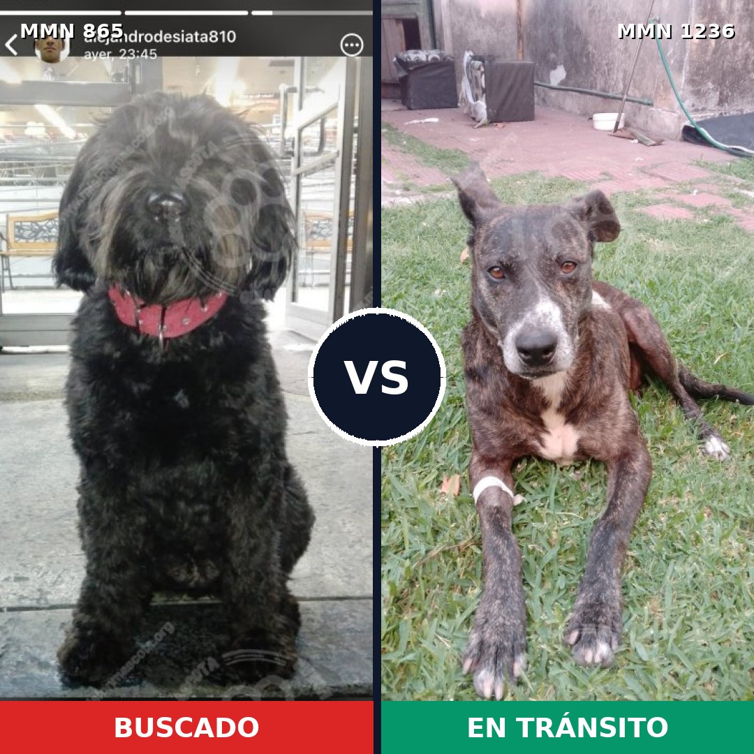Comparativa MMS 20210: mascota perdida y mascota encontrada, 45% de similitud