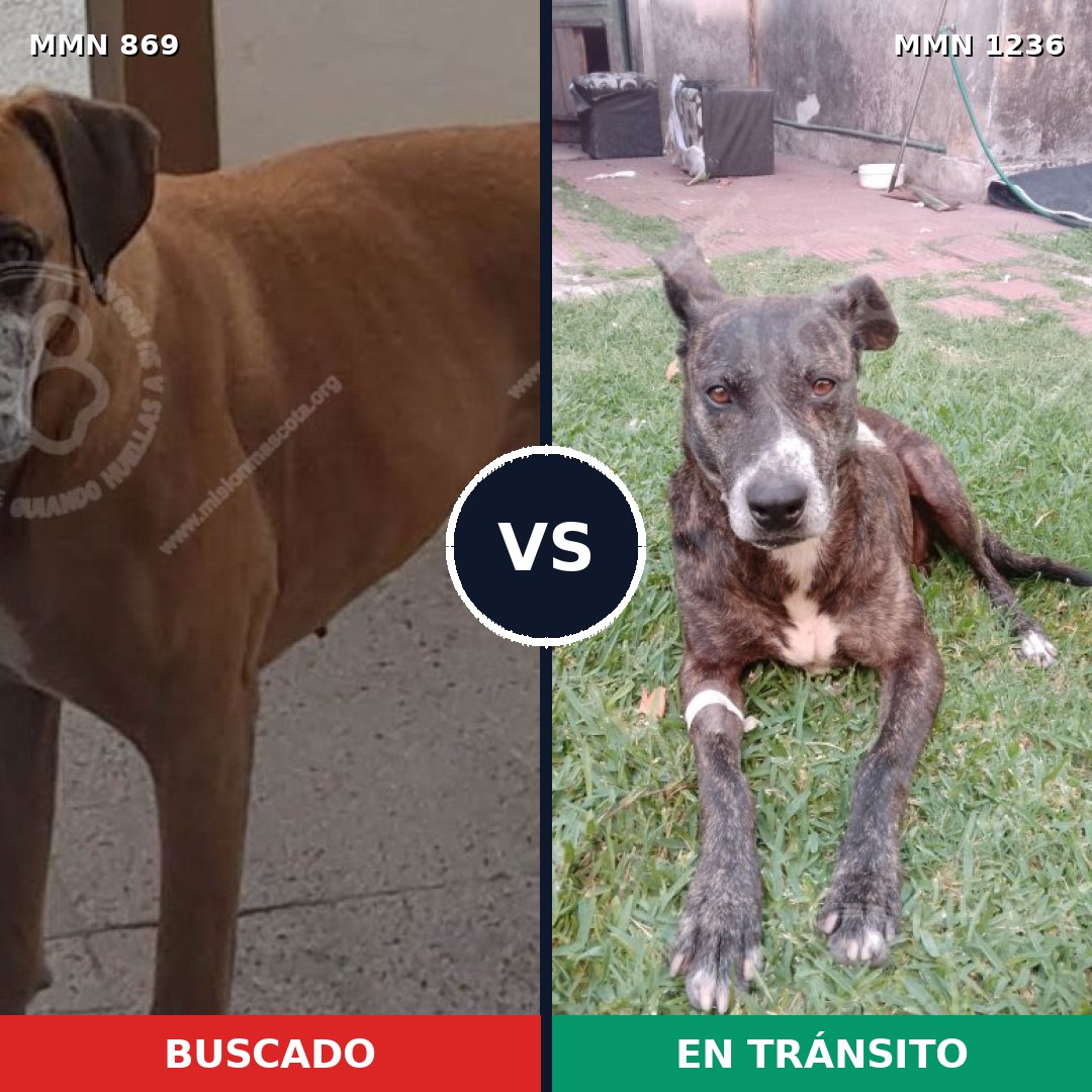 Comparativa MMS 20211: mascota perdida y mascota encontrada, 47% de similitud