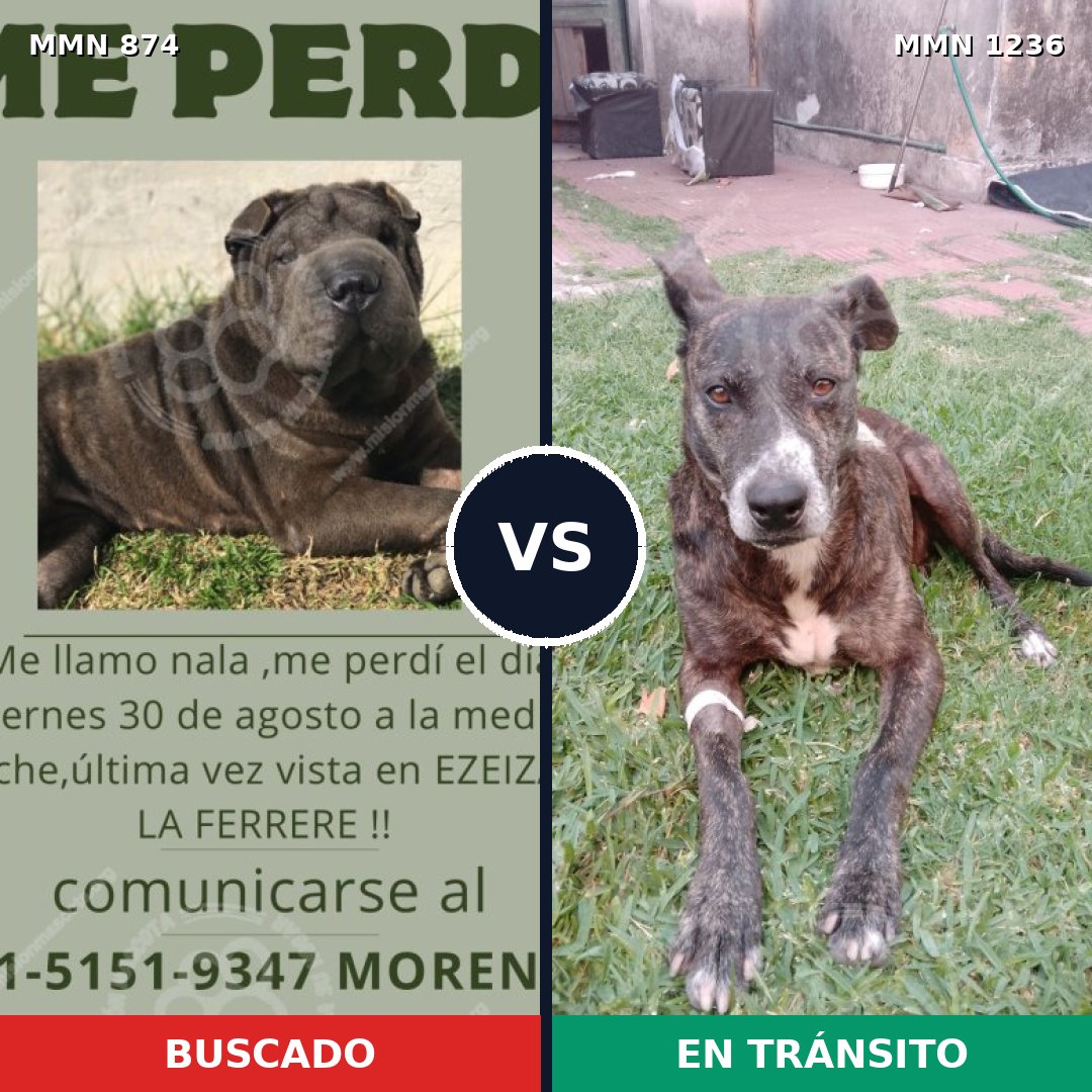 Comparativa MMS 20213: mascota perdida y mascota encontrada, 54% de similitud