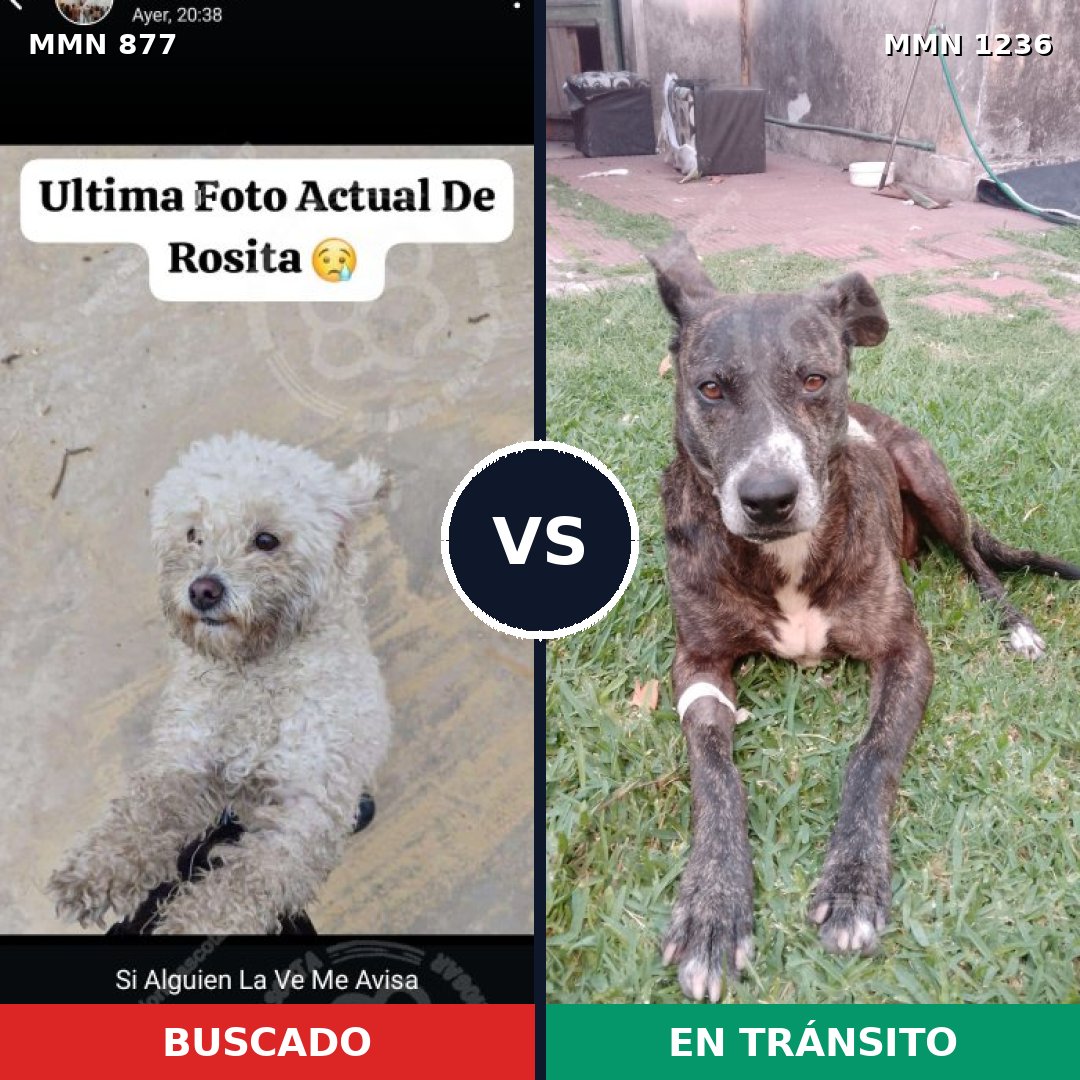Comparativa MMS 20214: mascota perdida y mascota encontrada, 35% de similitud