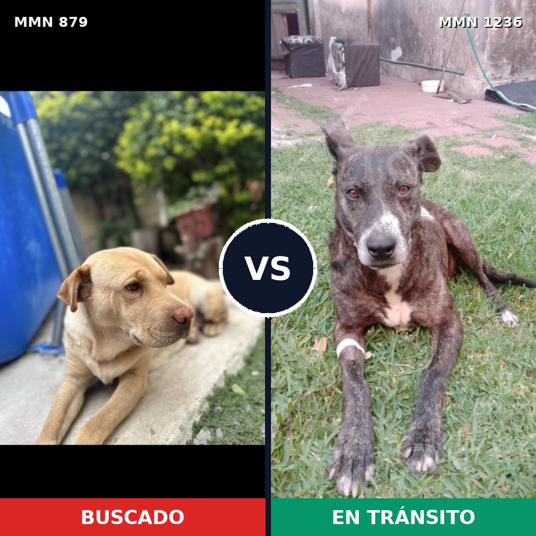 Comparativa MMS 20215: mascota perdida y mascota encontrada, 42% de similitud