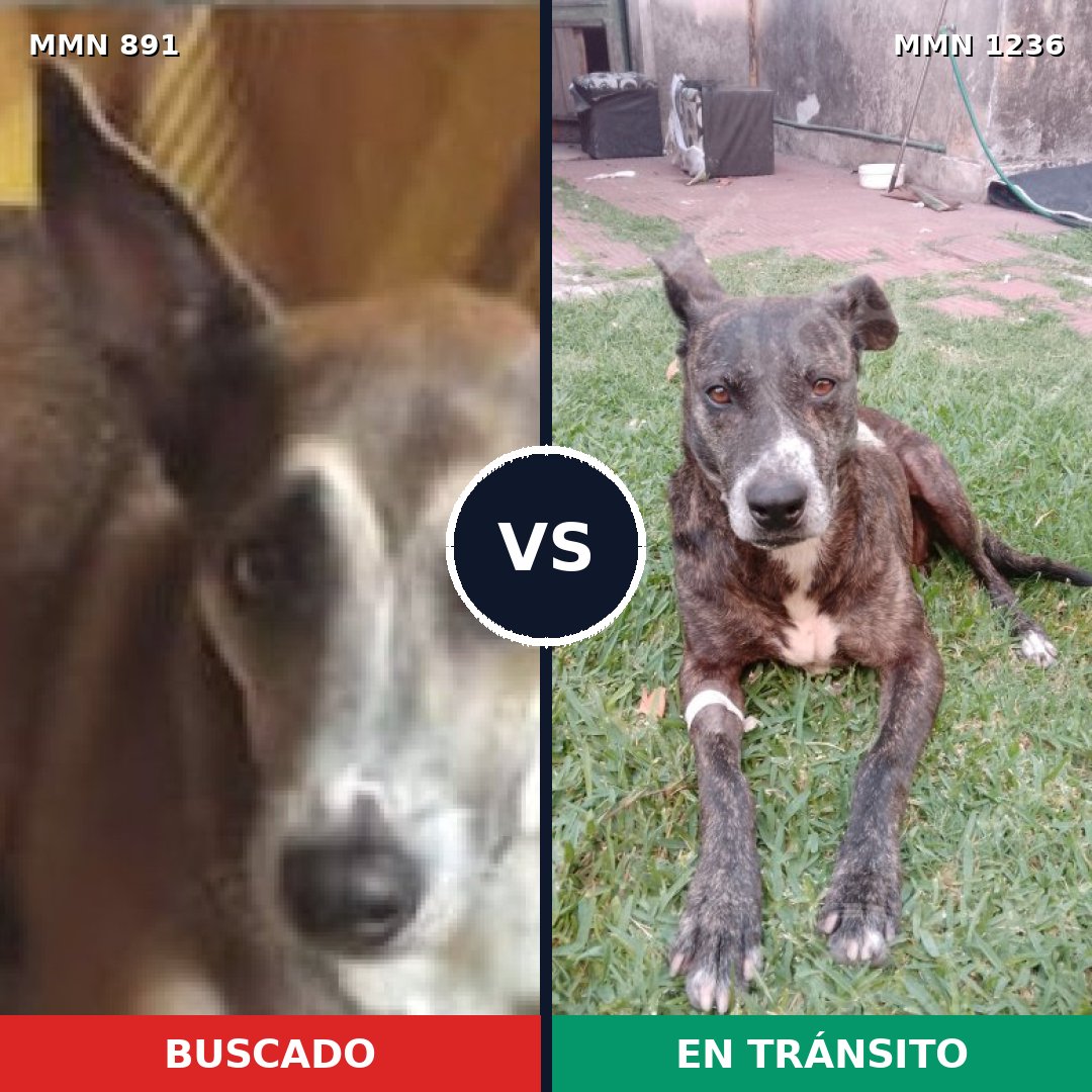 Comparativa MMS 20217: mascota perdida y mascota encontrada, 87% de similitud