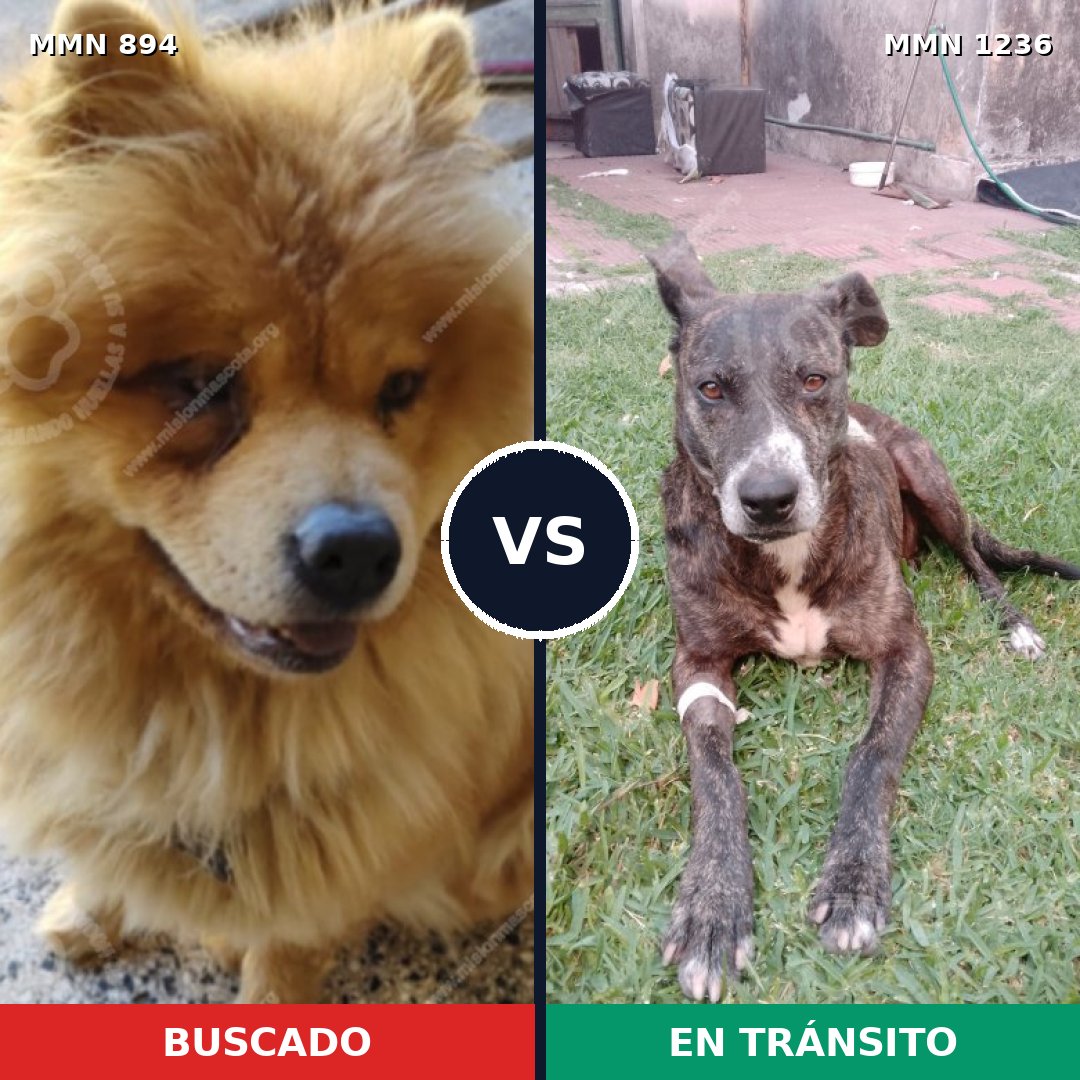 Comparativa MMS 20218: mascota perdida y mascota encontrada, 41% de similitud