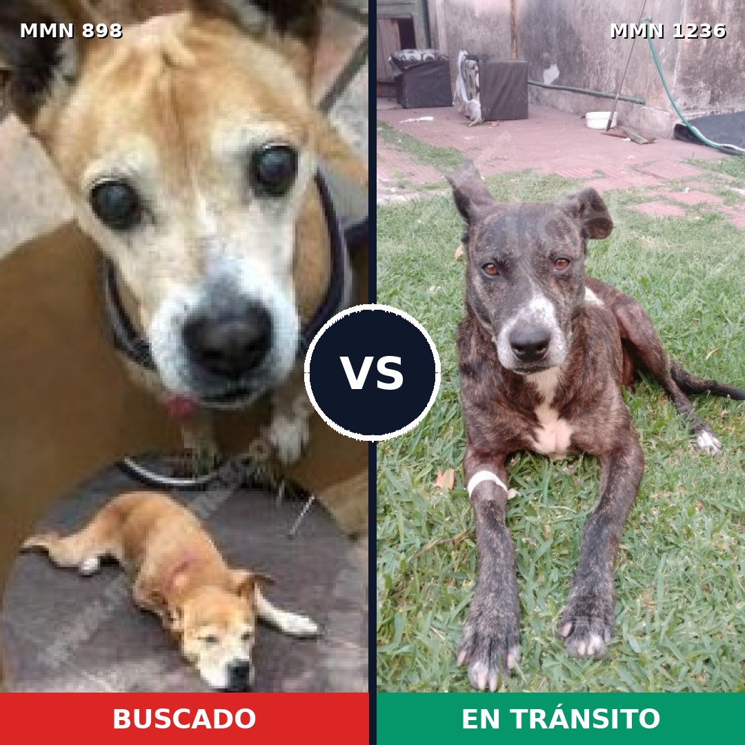 Comparativa MMS 20220: mascota perdida y mascota encontrada, 37% de similitud