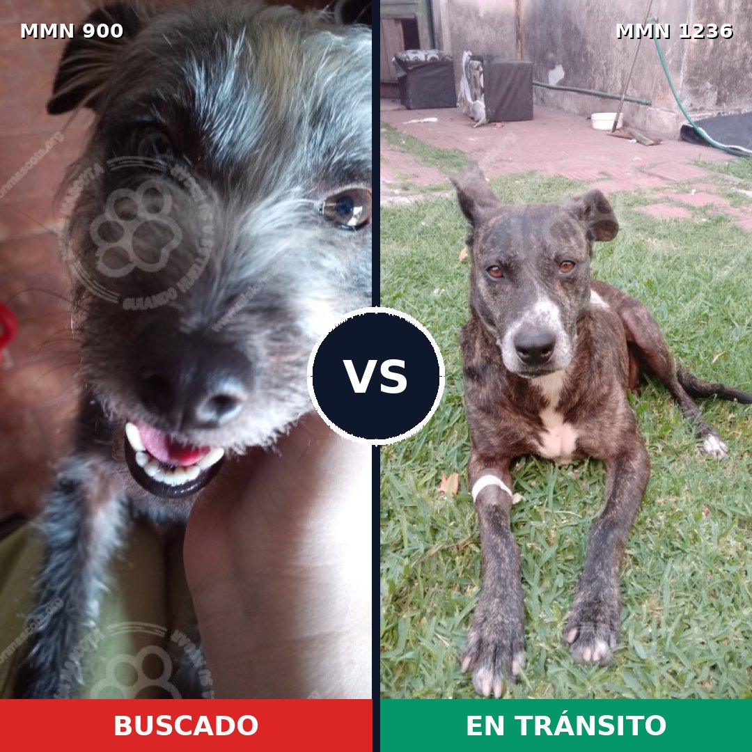 Comparativa MMS 20221: mascota perdida y mascota encontrada, 39% de similitud
