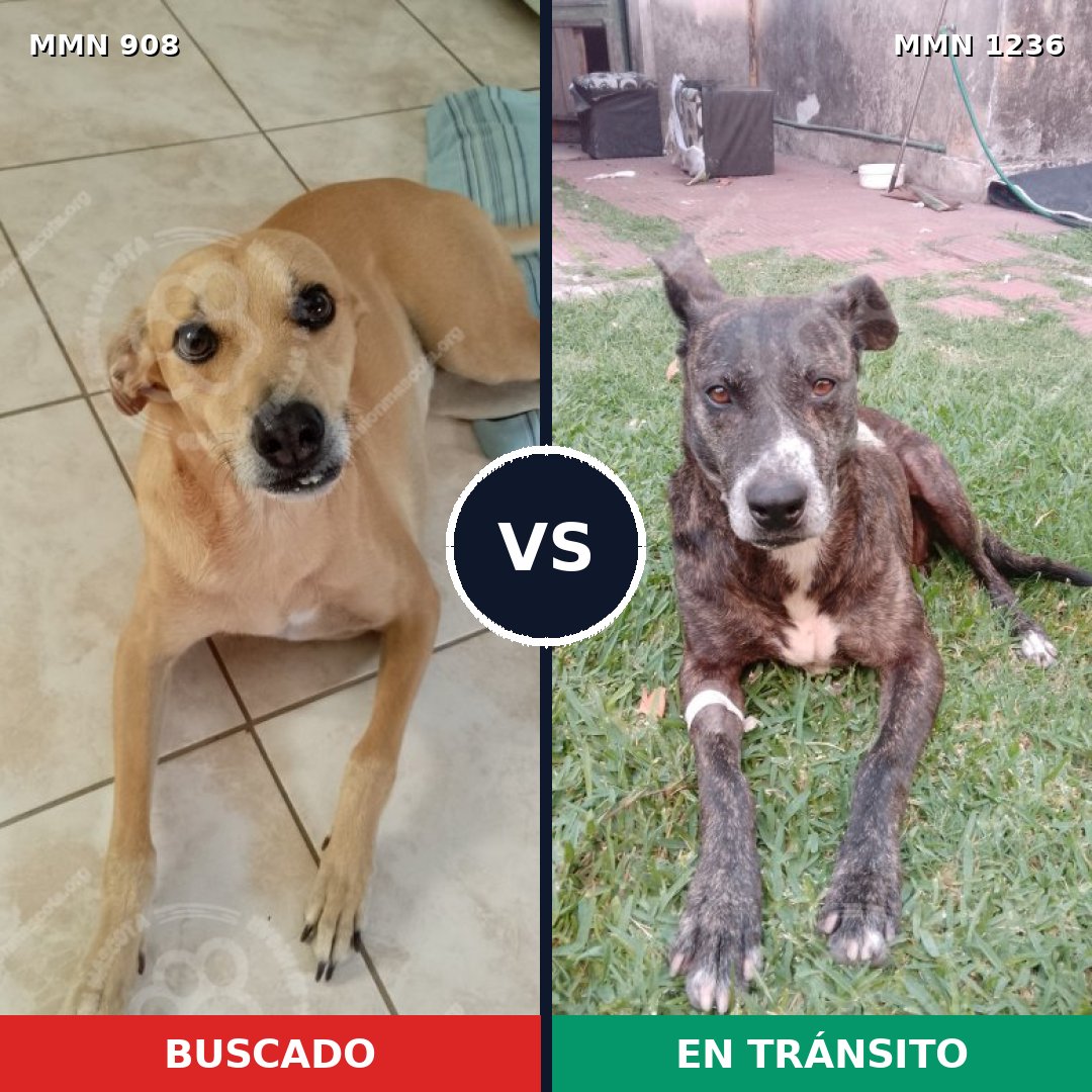 Comparativa MMS 20222: mascota perdida y mascota encontrada, 50% de similitud