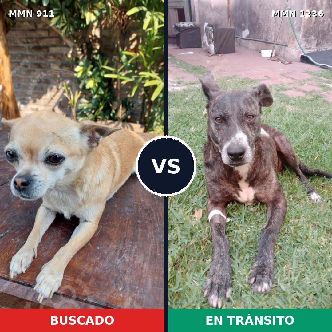 Comparativa MMS 20223: mascota perdida y mascota encontrada, 32% de similitud