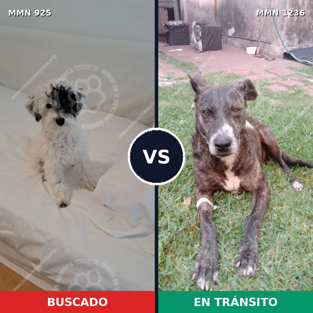 Comparativa MMS 20225: mascota perdida y mascota encontrada, 36% de similitud