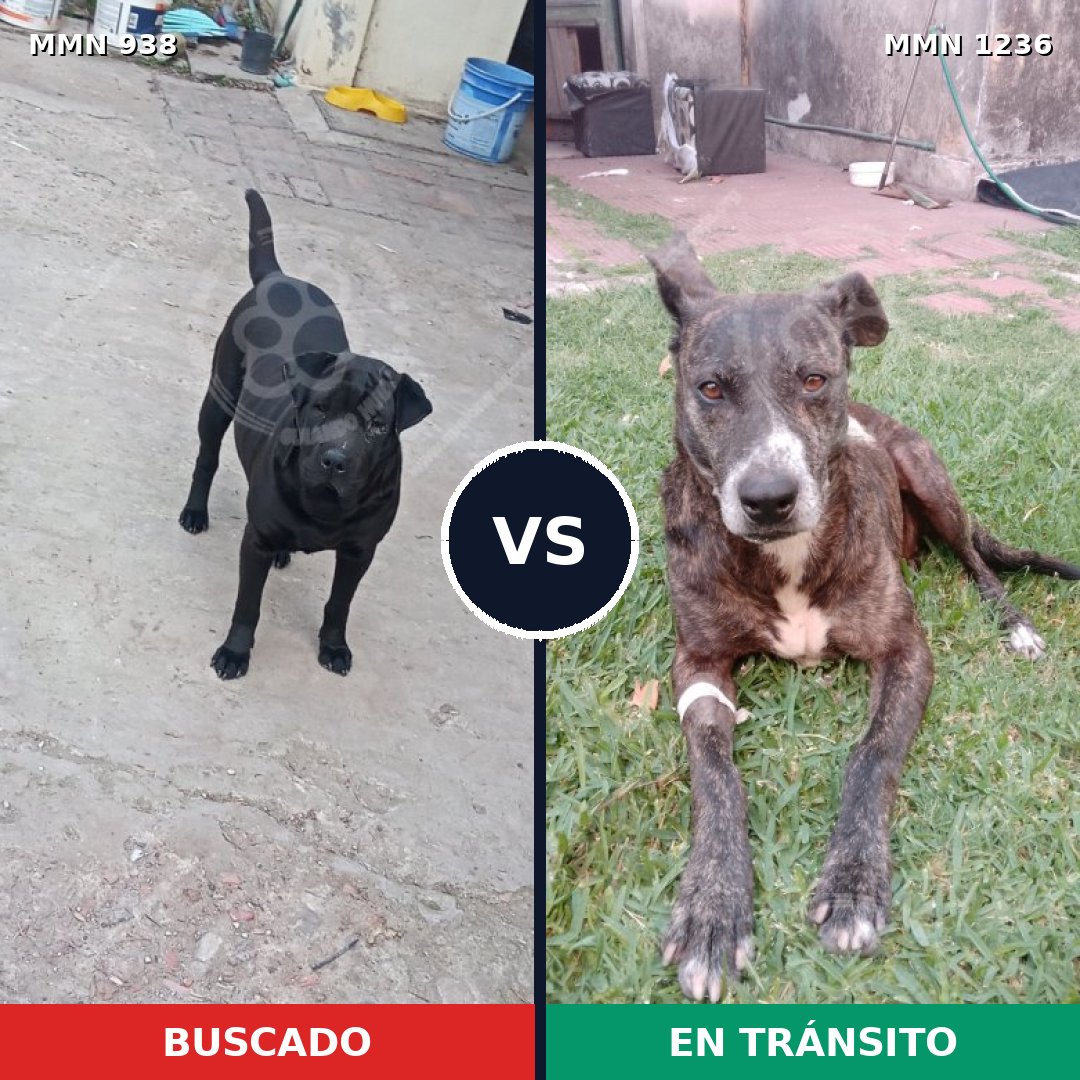 Comparativa MMS 20226: mascota perdida y mascota encontrada, 47% de similitud