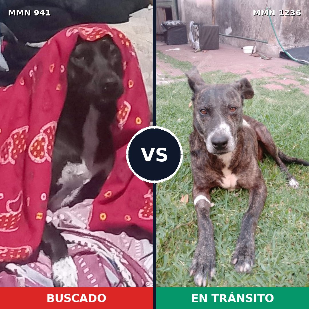 Comparativa MMS 20227: mascota perdida y mascota encontrada, 83% de similitud