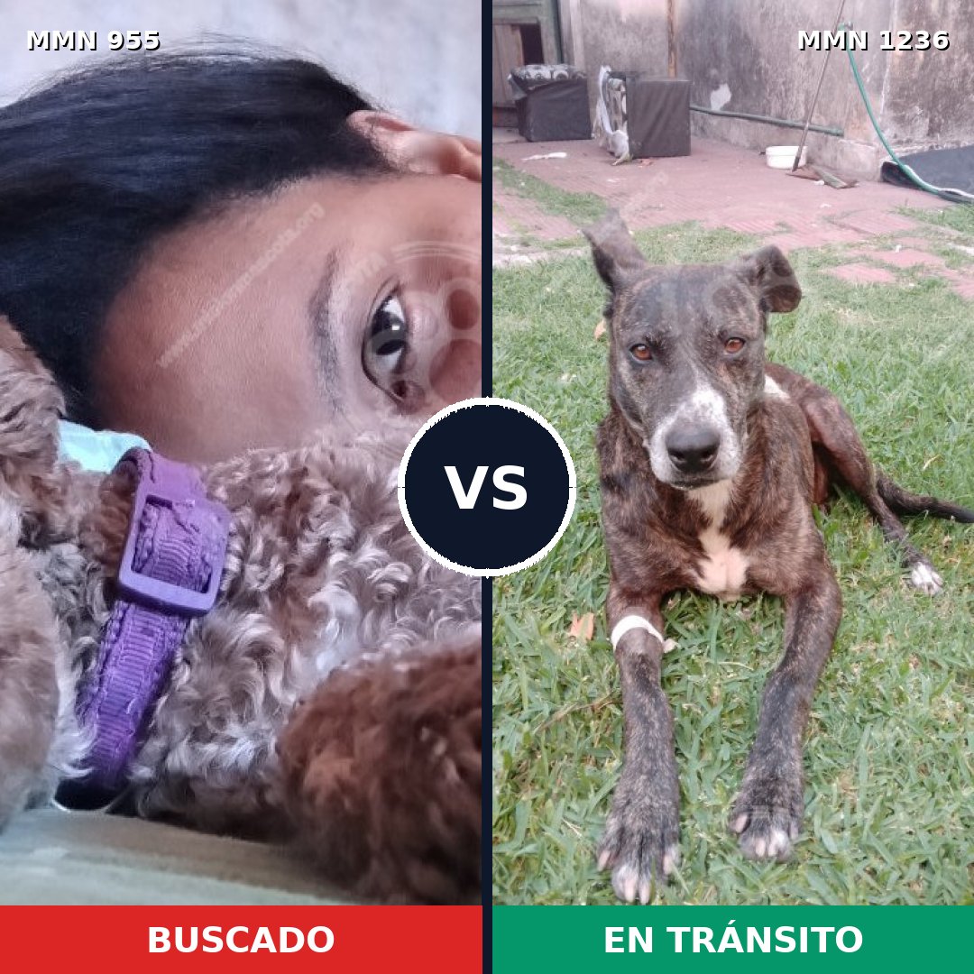 Comparativa MMS 20231: mascota perdida y mascota encontrada, 29% de similitud