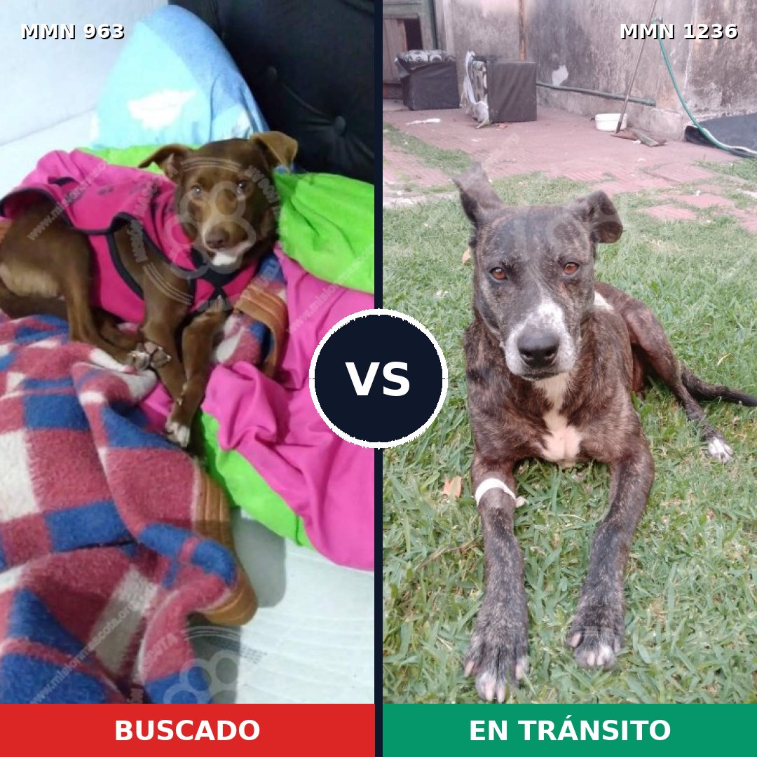 Comparativa MMS 20232: mascota perdida y mascota encontrada, 74% de similitud