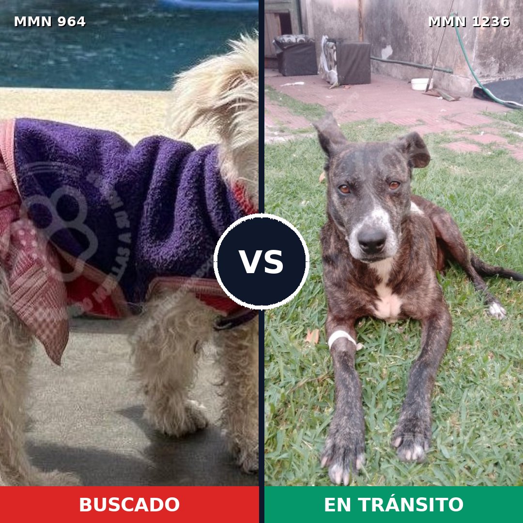 Comparativa MMS 20233: mascota perdida y mascota encontrada, 34% de similitud