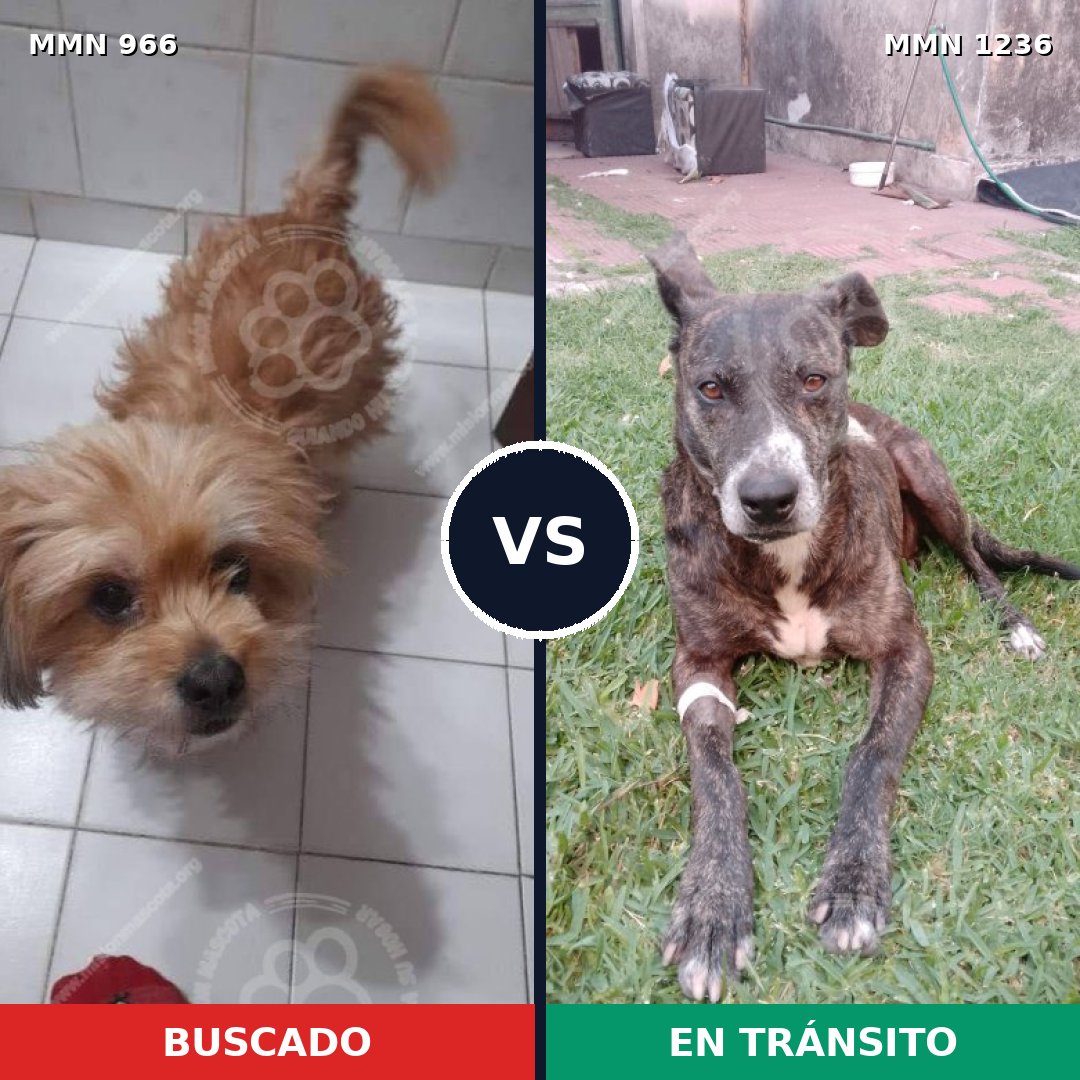 Comparativa MMS 20234: mascota perdida y mascota encontrada, 60% de similitud