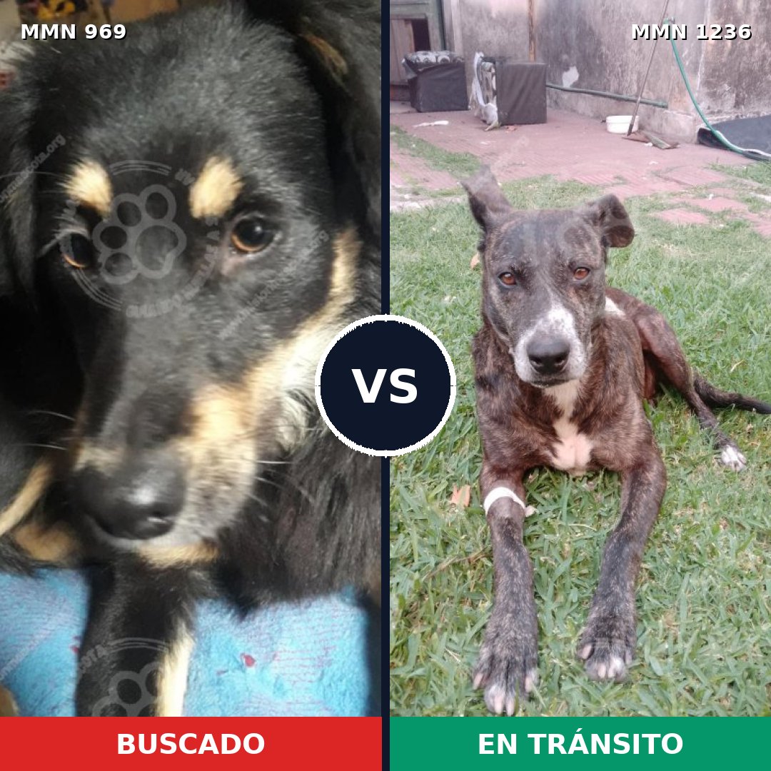 Comparativa MMS 20235: mascota perdida y mascota encontrada, 73% de similitud