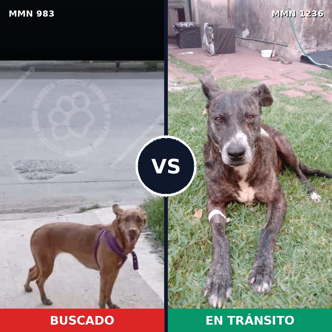 Comparativa MMS 20237: mascota perdida y mascota encontrada, 61% de similitud