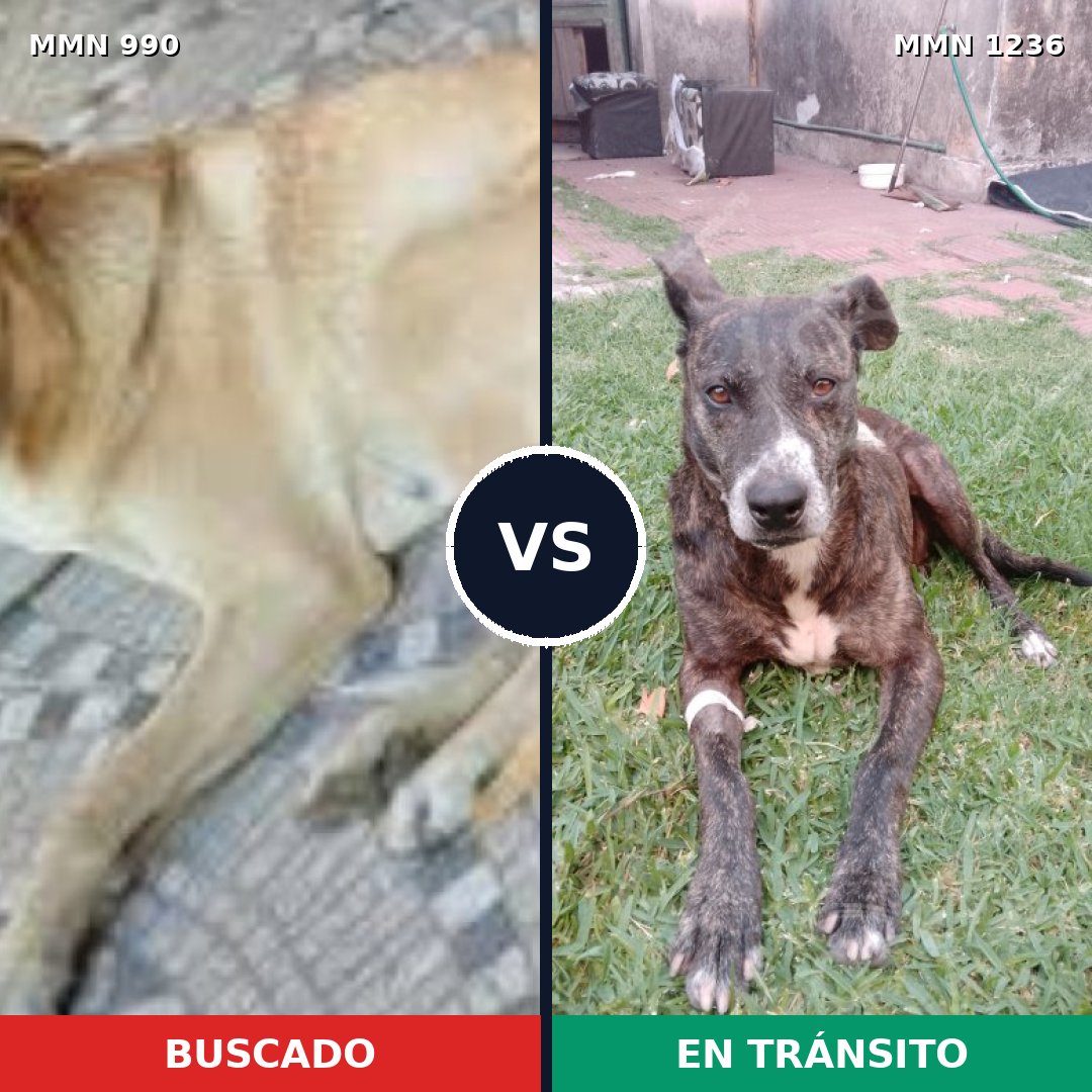 Comparativa MMS 20238: mascota perdida y mascota encontrada, 74% de similitud