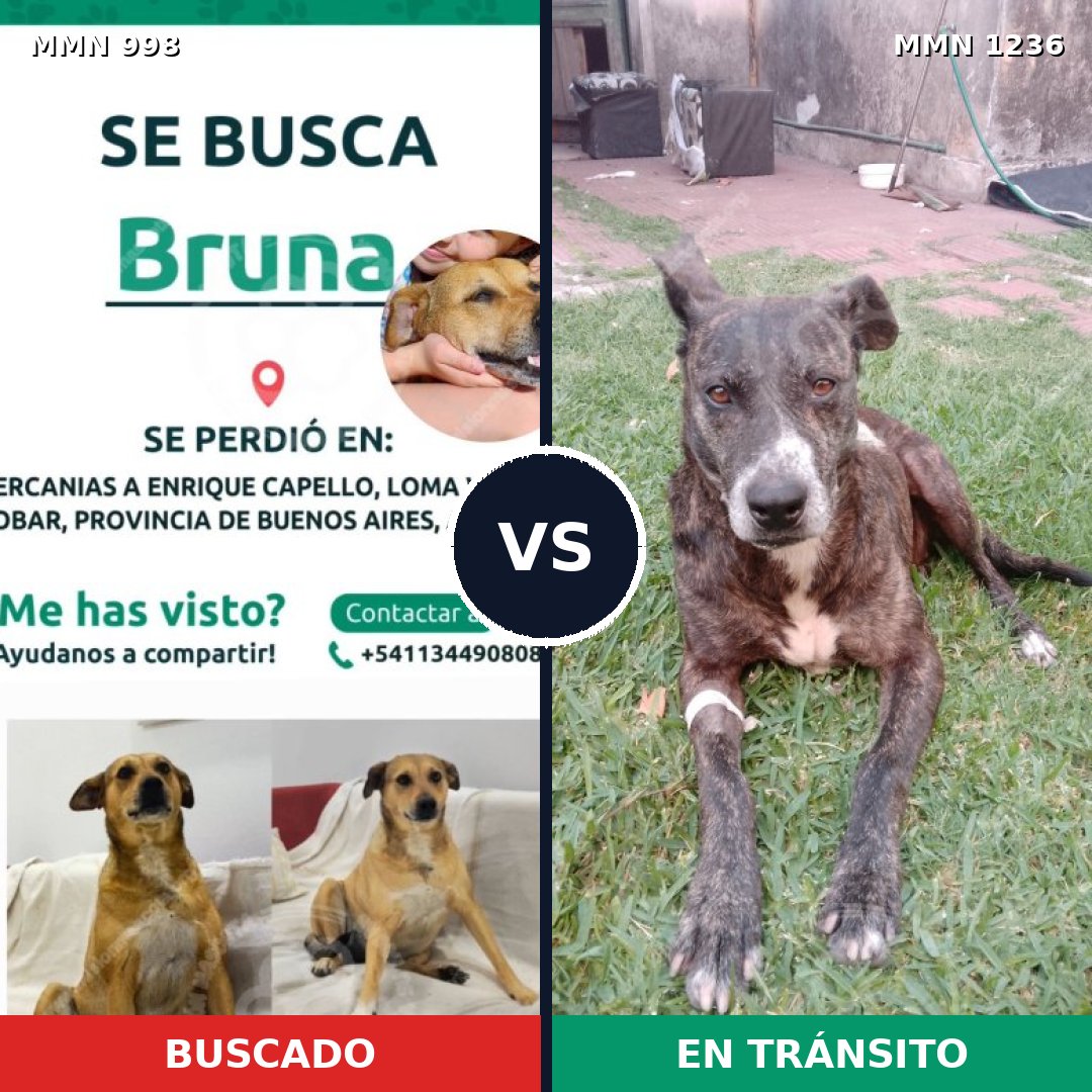 Comparativa MMS 20239: mascota perdida y mascota encontrada, 45% de similitud