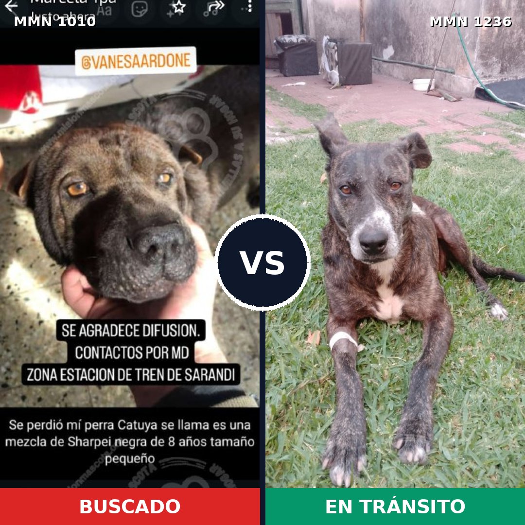 Comparativa MMS 20242: mascota perdida y mascota encontrada, 46% de similitud