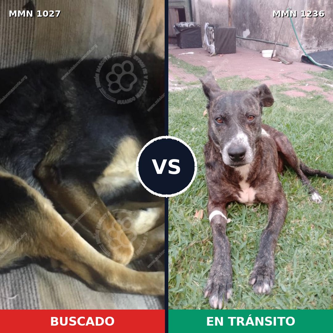 Comparativa MMS 20244: mascota perdida y mascota encontrada, 60% de similitud