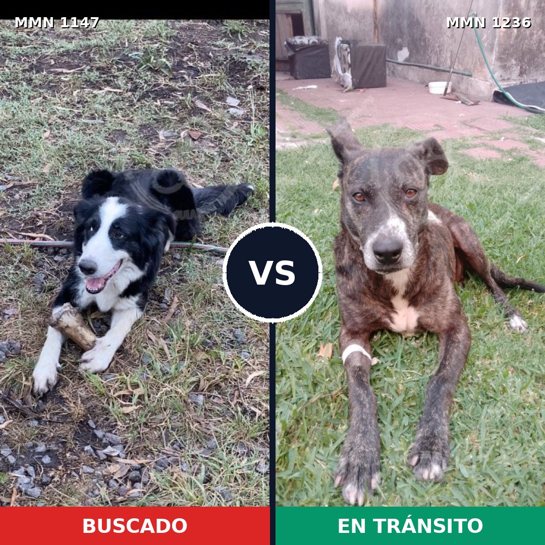 Comparativa MMS 20245: mascota perdida y mascota encontrada, 59% de similitud