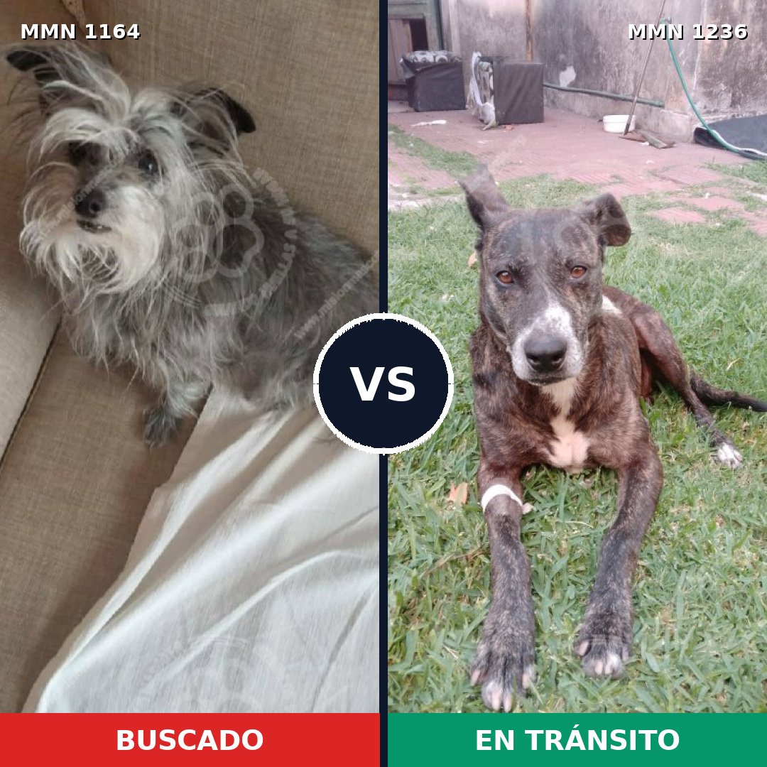 Comparativa MMS 20247: mascota perdida y mascota encontrada, 49% de similitud