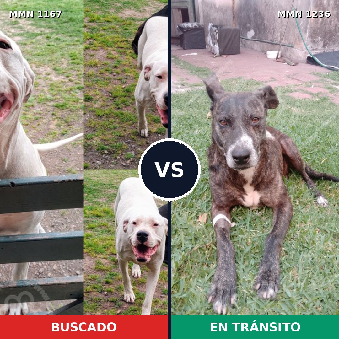 Comparativa MMS 20249: mascota perdida y mascota encontrada, 57% de similitud