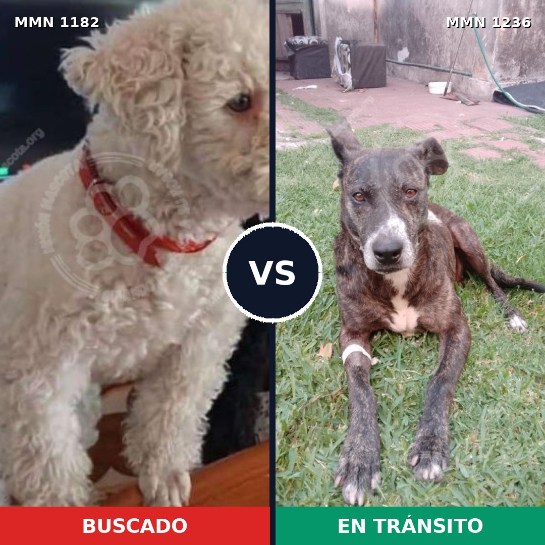 Comparativa MMS 20252: mascota perdida y mascota encontrada, 35% de similitud