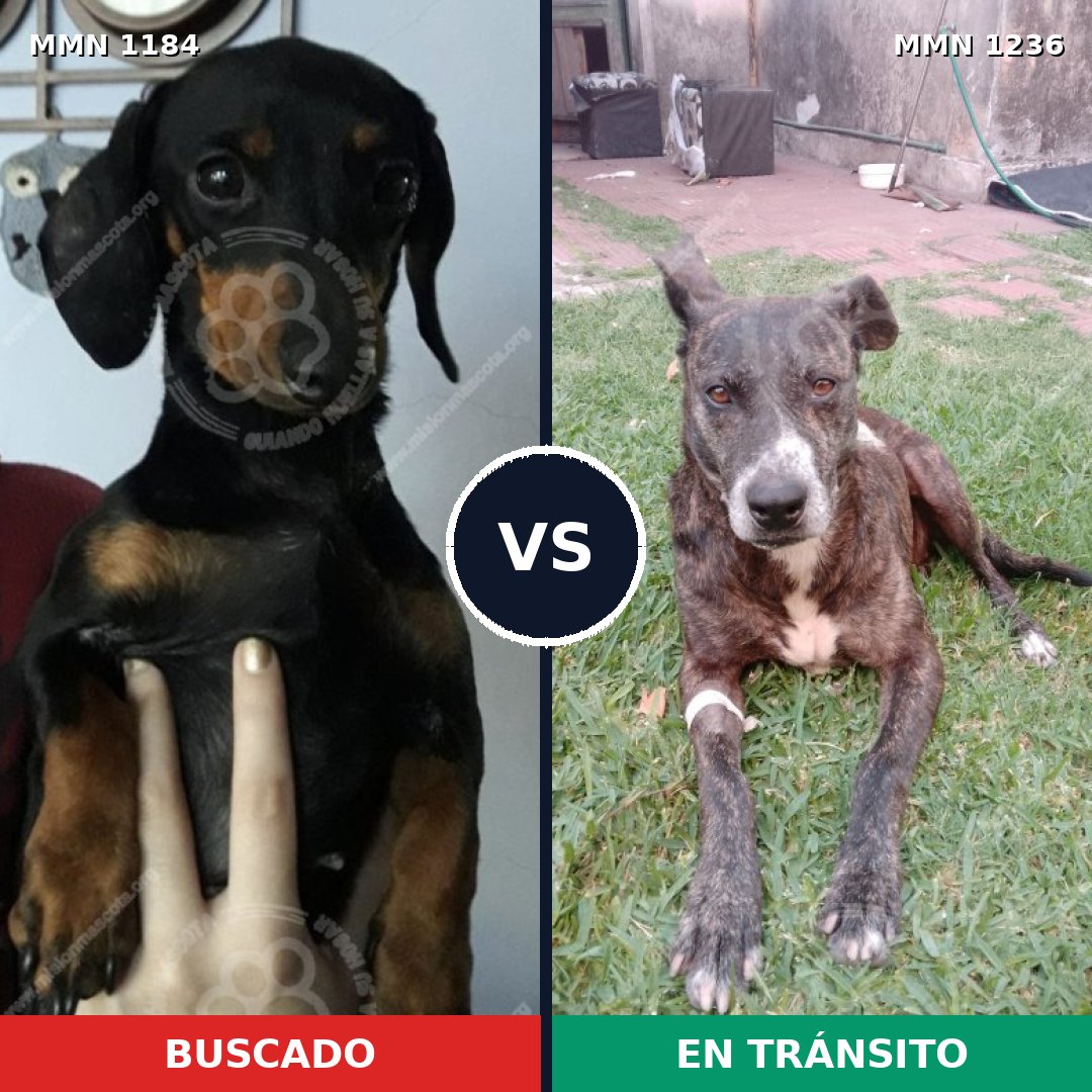 Comparativa MMS 20253: mascota perdida y mascota encontrada, 36% de similitud
