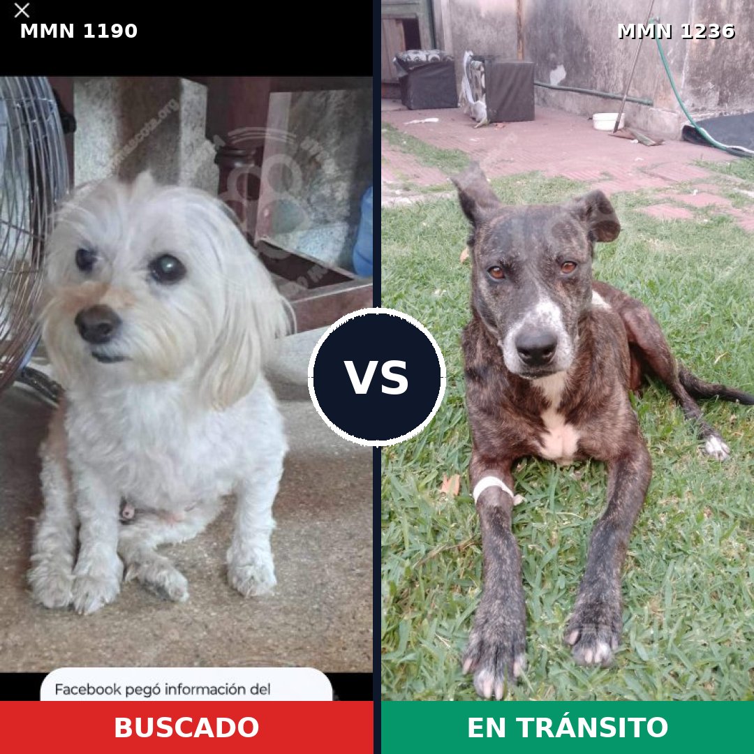 Comparativa MMS 20255: mascota perdida y mascota encontrada, 33% de similitud