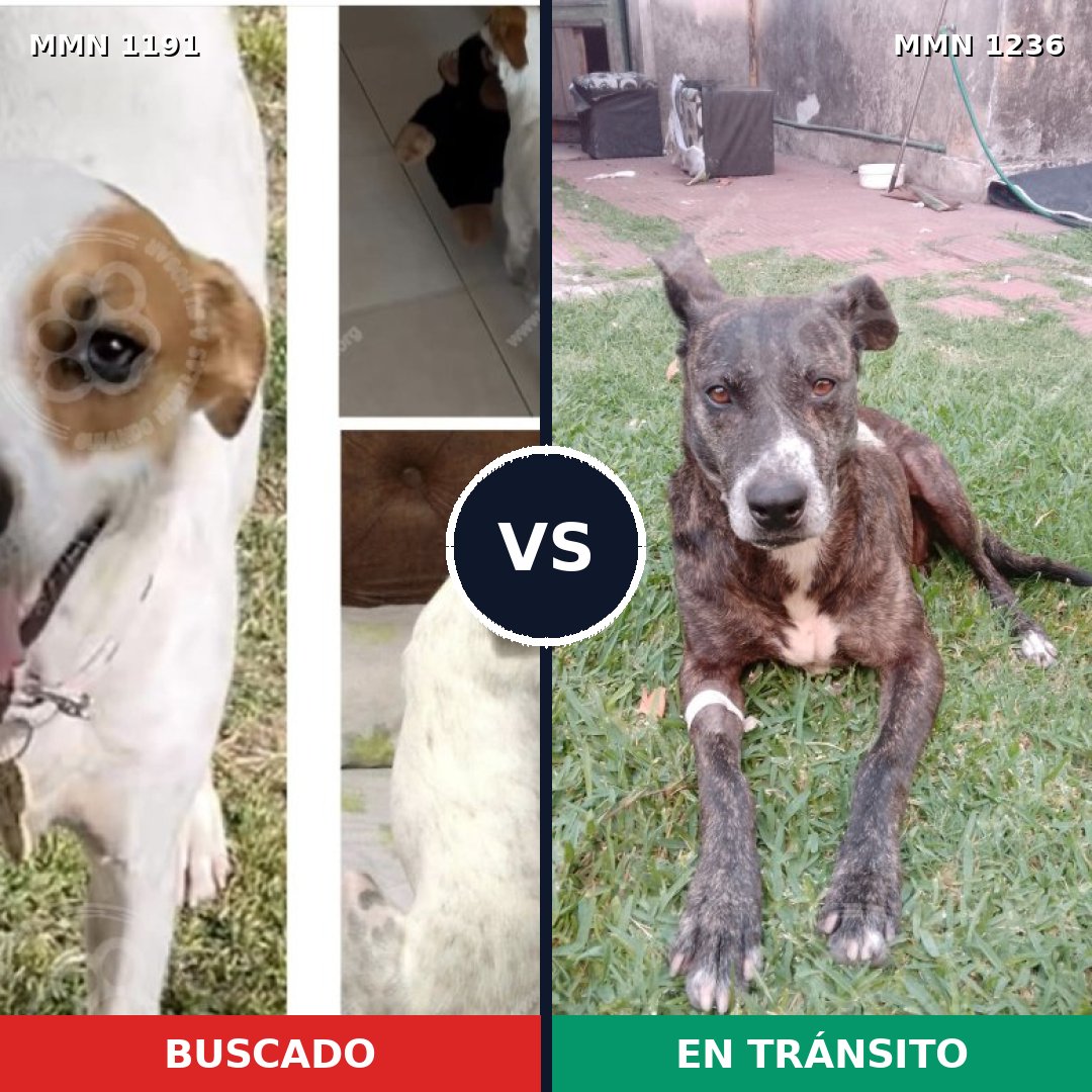 Comparativa MMS 20256: mascota perdida y mascota encontrada, 57% de similitud