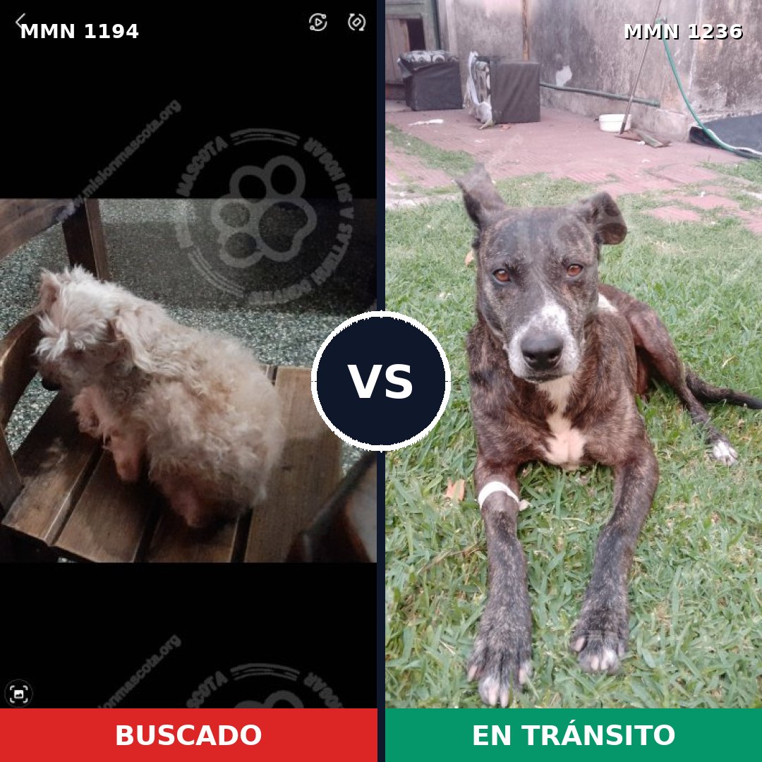 Comparativa MMS 20257: mascota perdida y mascota encontrada, 32% de similitud