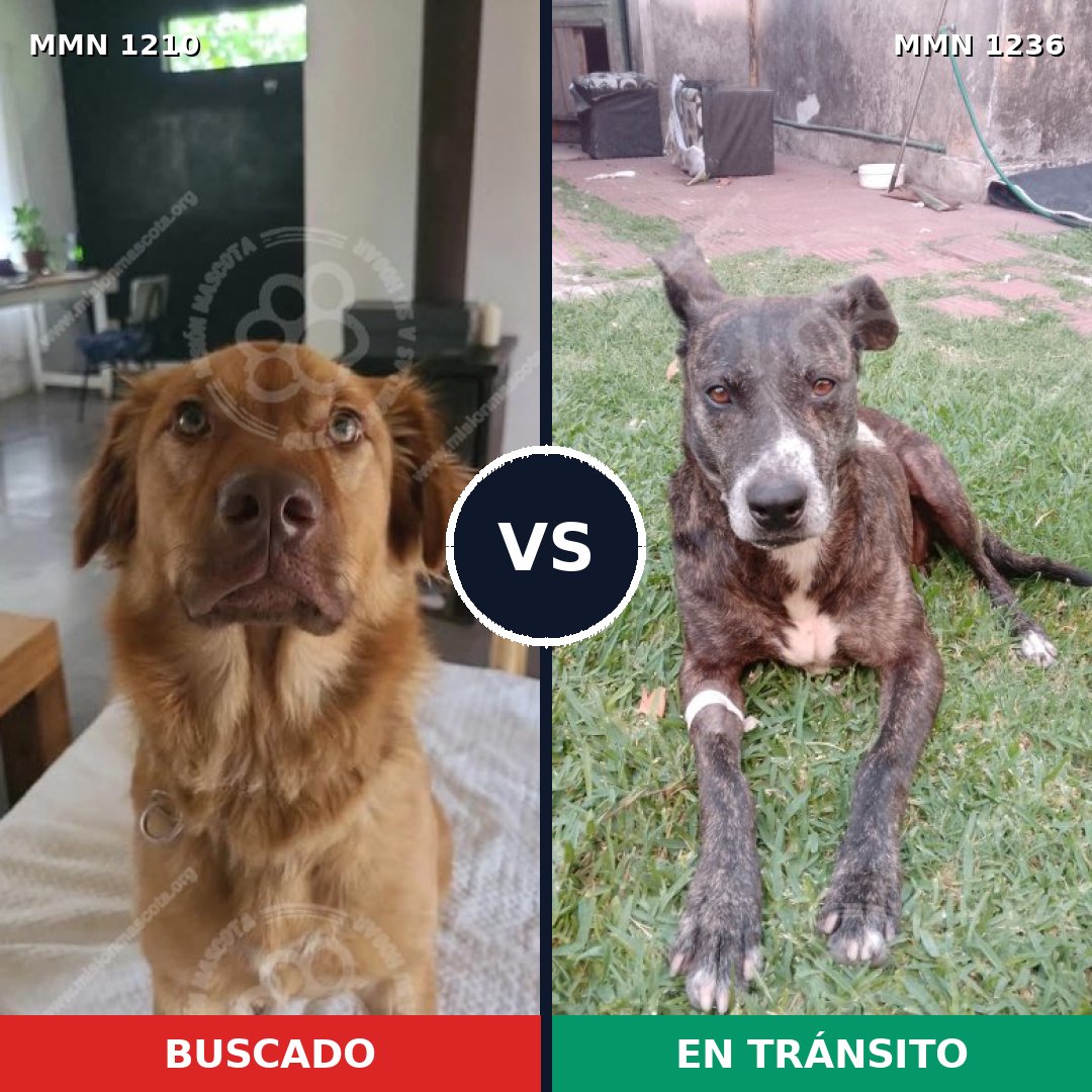 Comparativa MMS 20258: mascota perdida y mascota encontrada, 55% de similitud