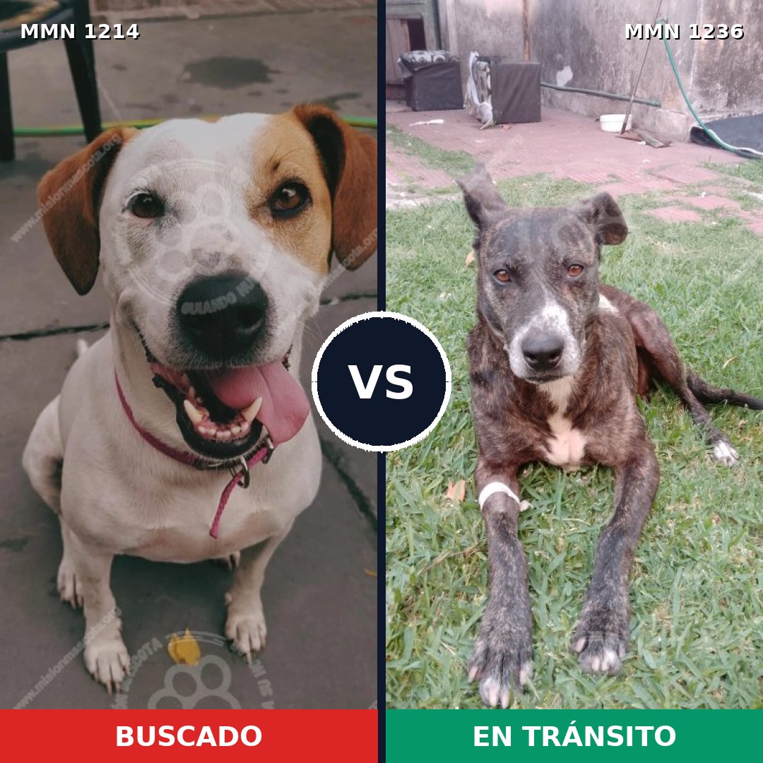 Comparativa MMS 20259: mascota perdida y mascota encontrada, 59% de similitud
