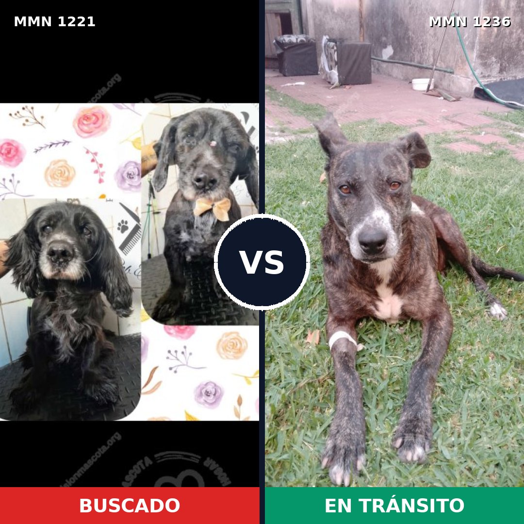 Comparativa MMS 20261: mascota perdida y mascota encontrada, 61% de similitud