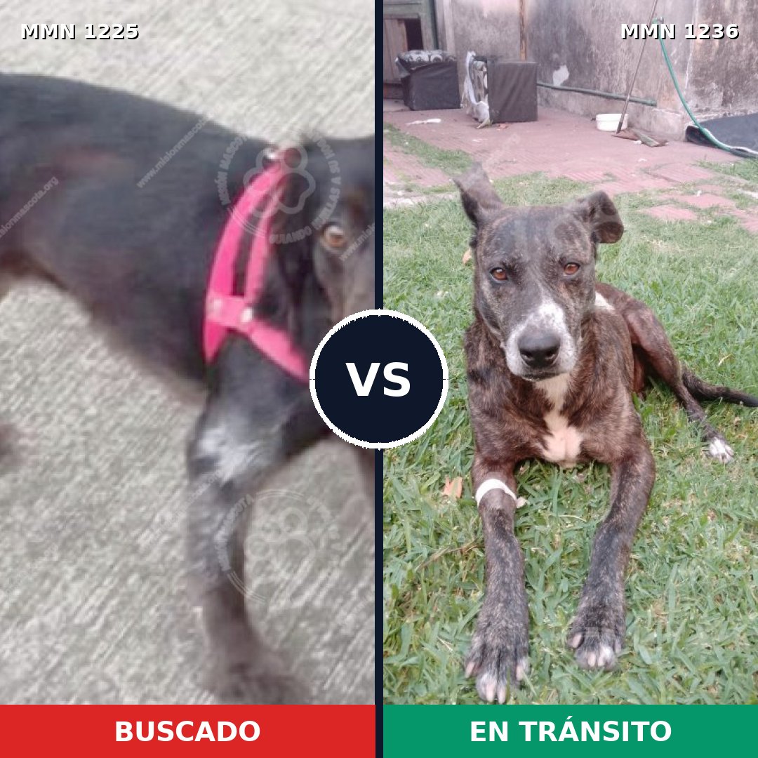 Comparativa MMS 20263: mascota perdida y mascota encontrada, 67% de similitud