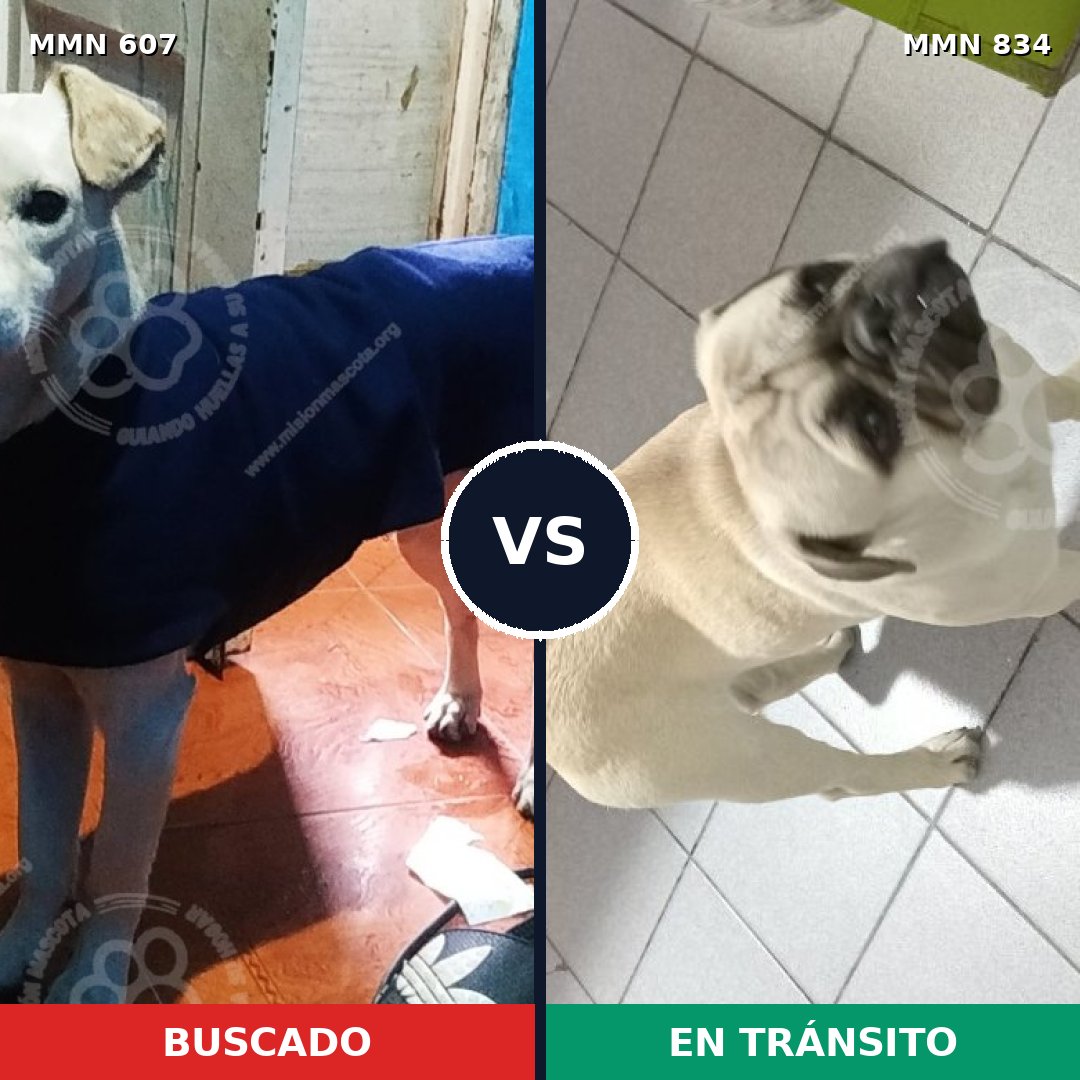 Comparativa MMS 20284: mascota perdida y mascota encontrada, 38% de similitud