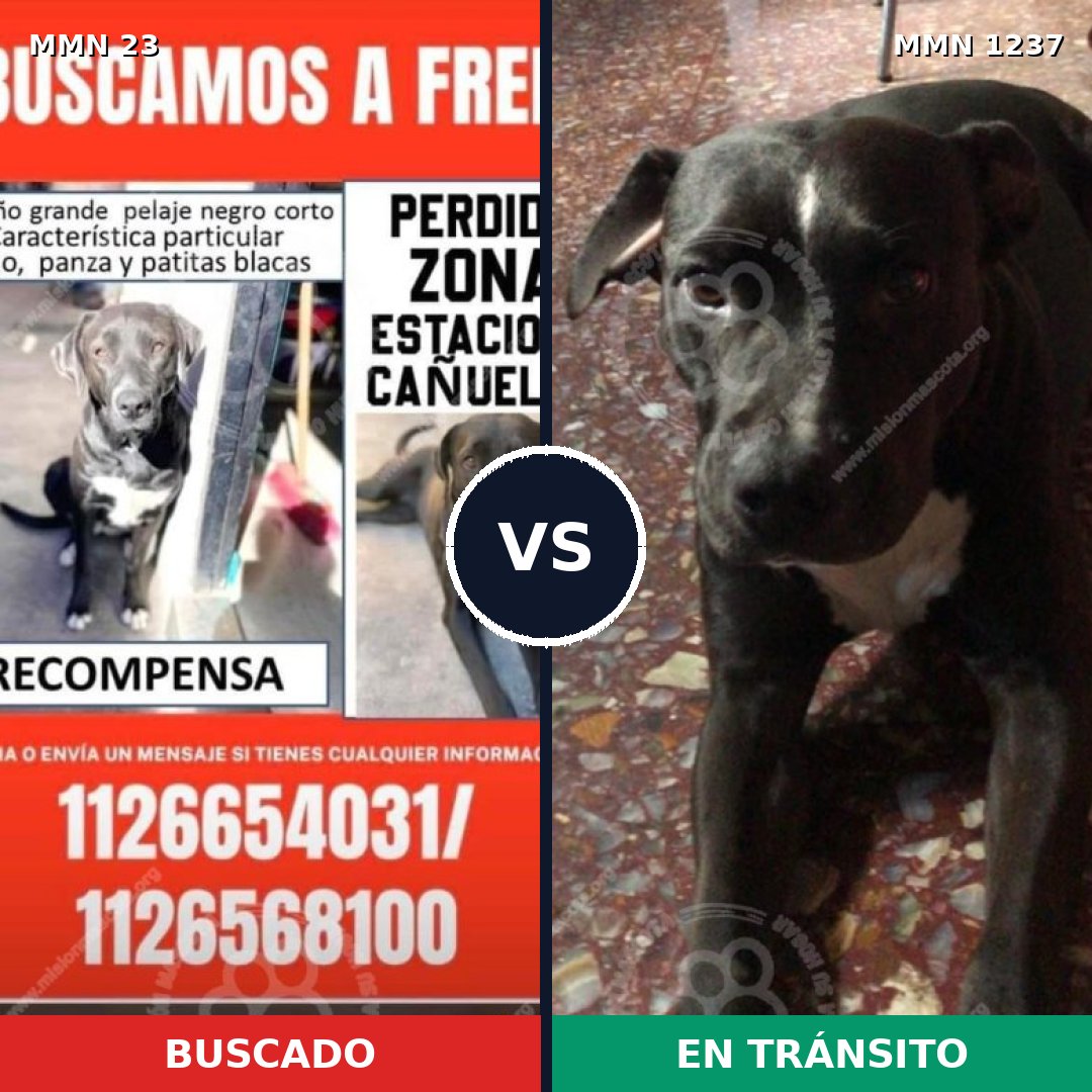 Comparativa MMS 20288: mascota perdida y mascota encontrada, 82% de similitud