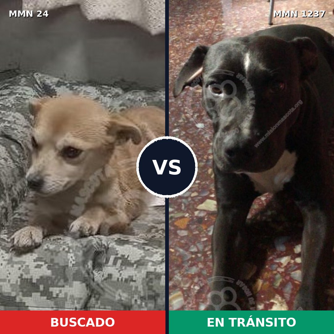 Comparativa MMS 20289: mascota perdida y mascota encontrada, 54% de similitud