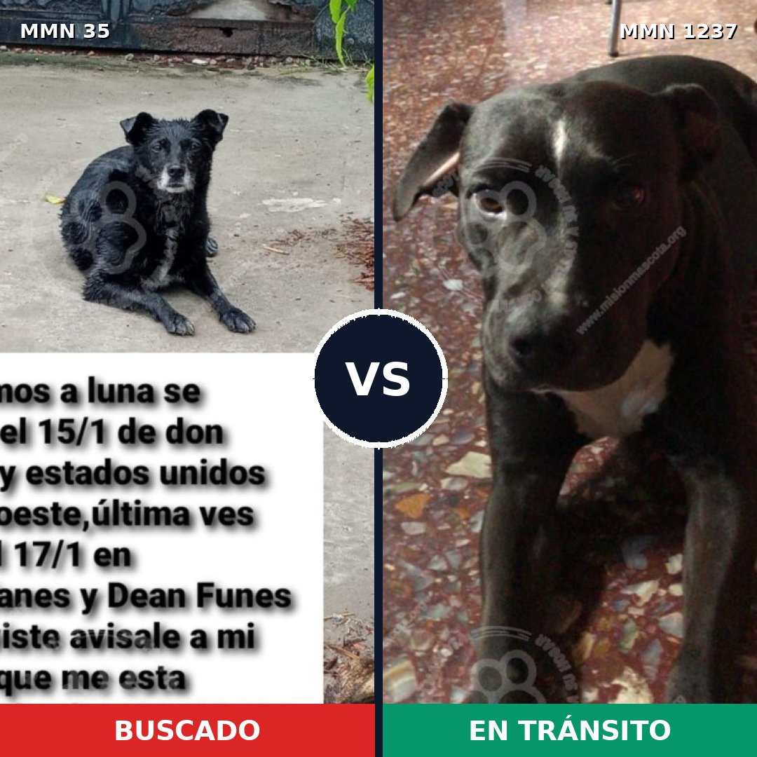 Comparativa MMS 20291: mascota perdida y mascota encontrada, 74% de similitud