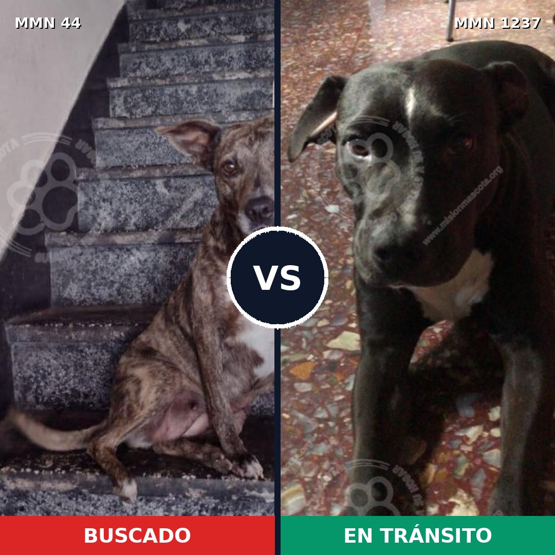 Comparativa MMS 20292: mascota perdida y mascota encontrada, 62% de similitud
