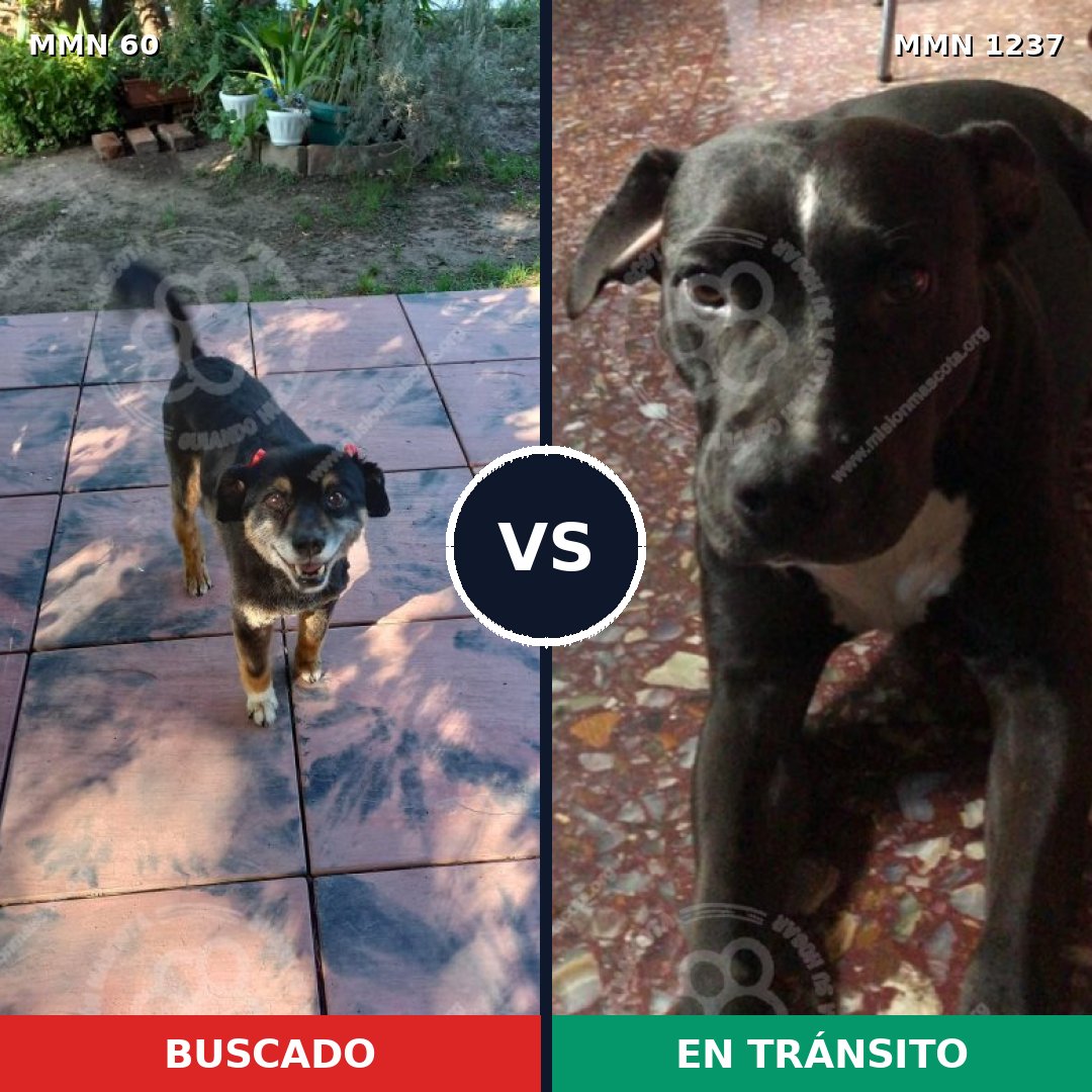Comparativa MMS 20294: mascota perdida y mascota encontrada, 88% de similitud