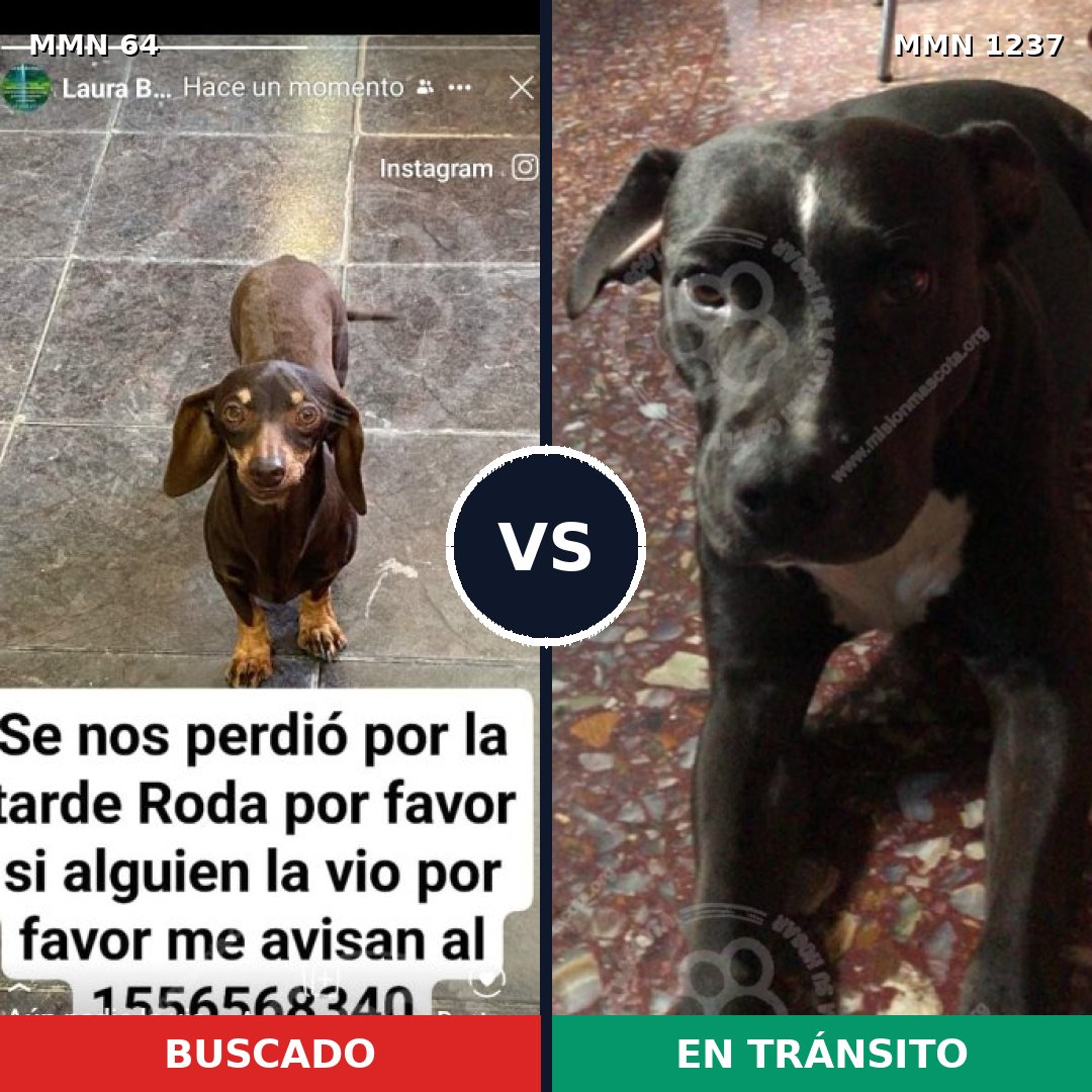 Comparativa MMS 20295: mascota perdida y mascota encontrada, 38% de similitud