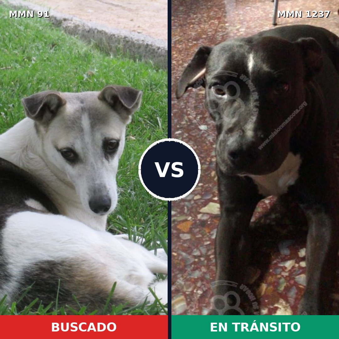 Comparativa MMS 20296: mascota perdida y mascota encontrada, 81% de similitud