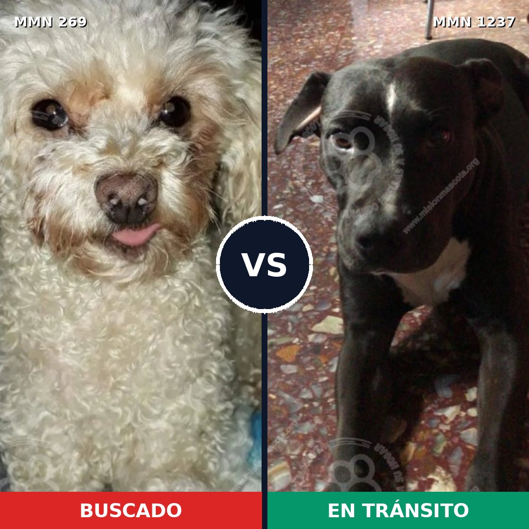 Comparativa MMS 20297: mascota perdida y mascota encontrada, 31% de similitud